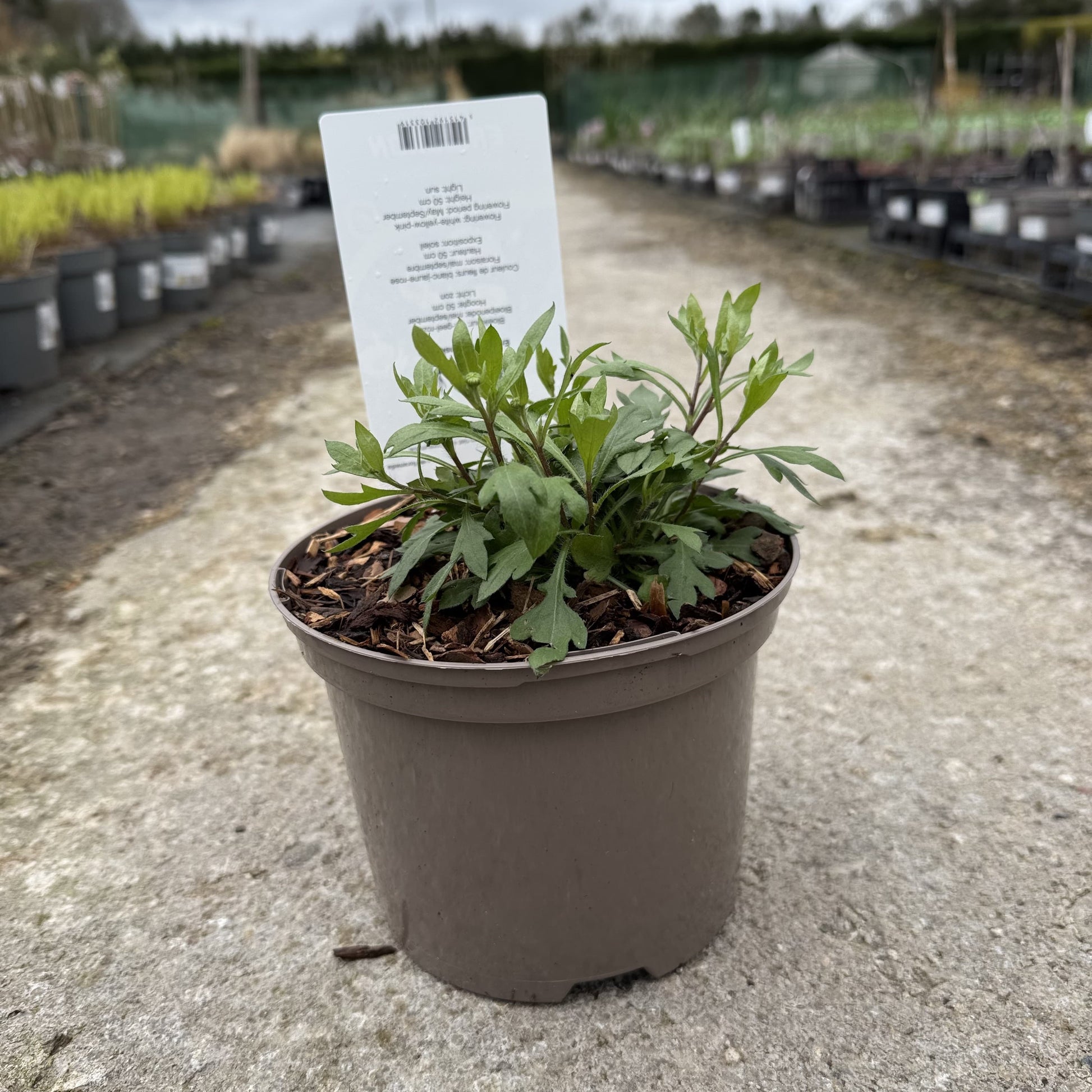 Erigeron karvinskianus