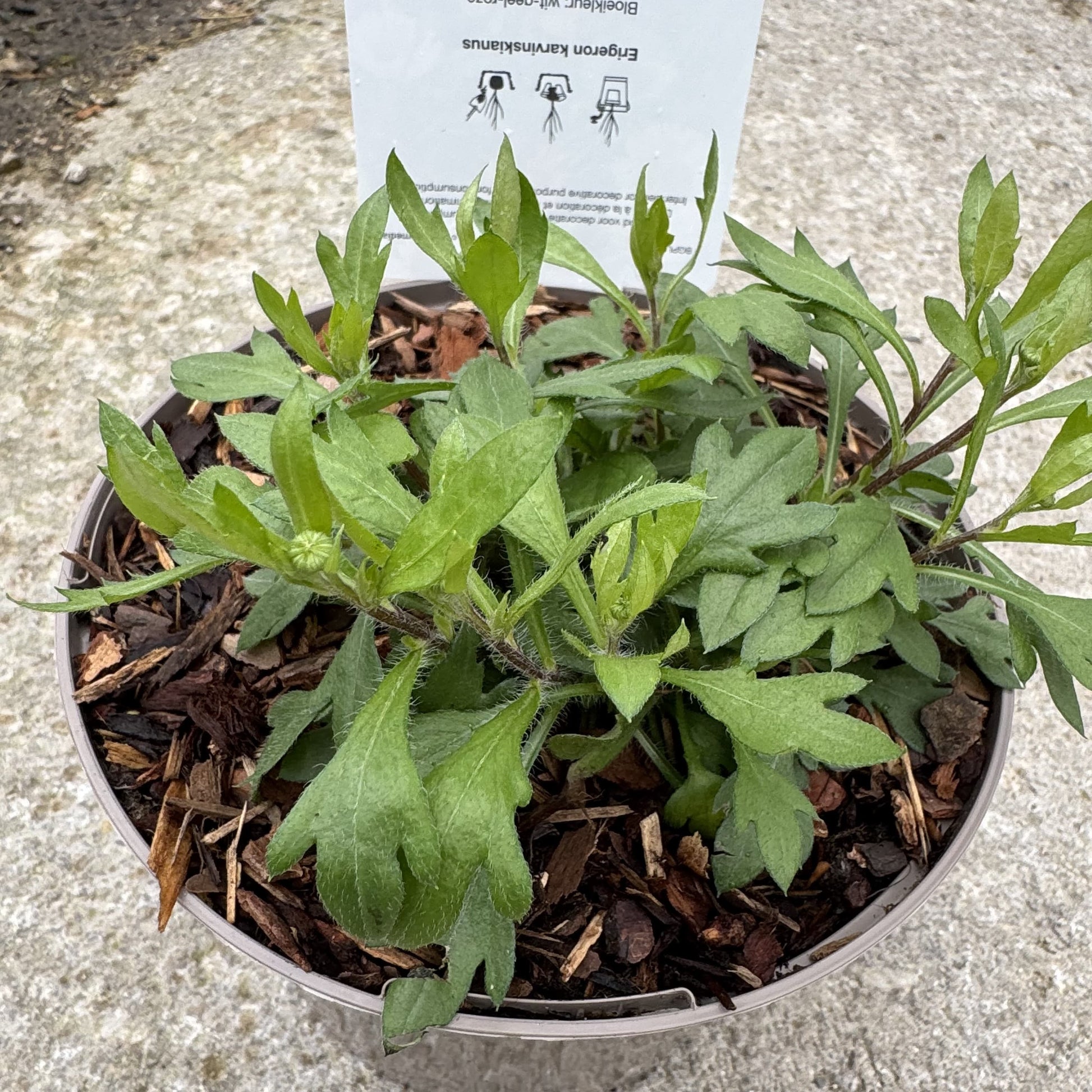 Erigeron karvinskianus