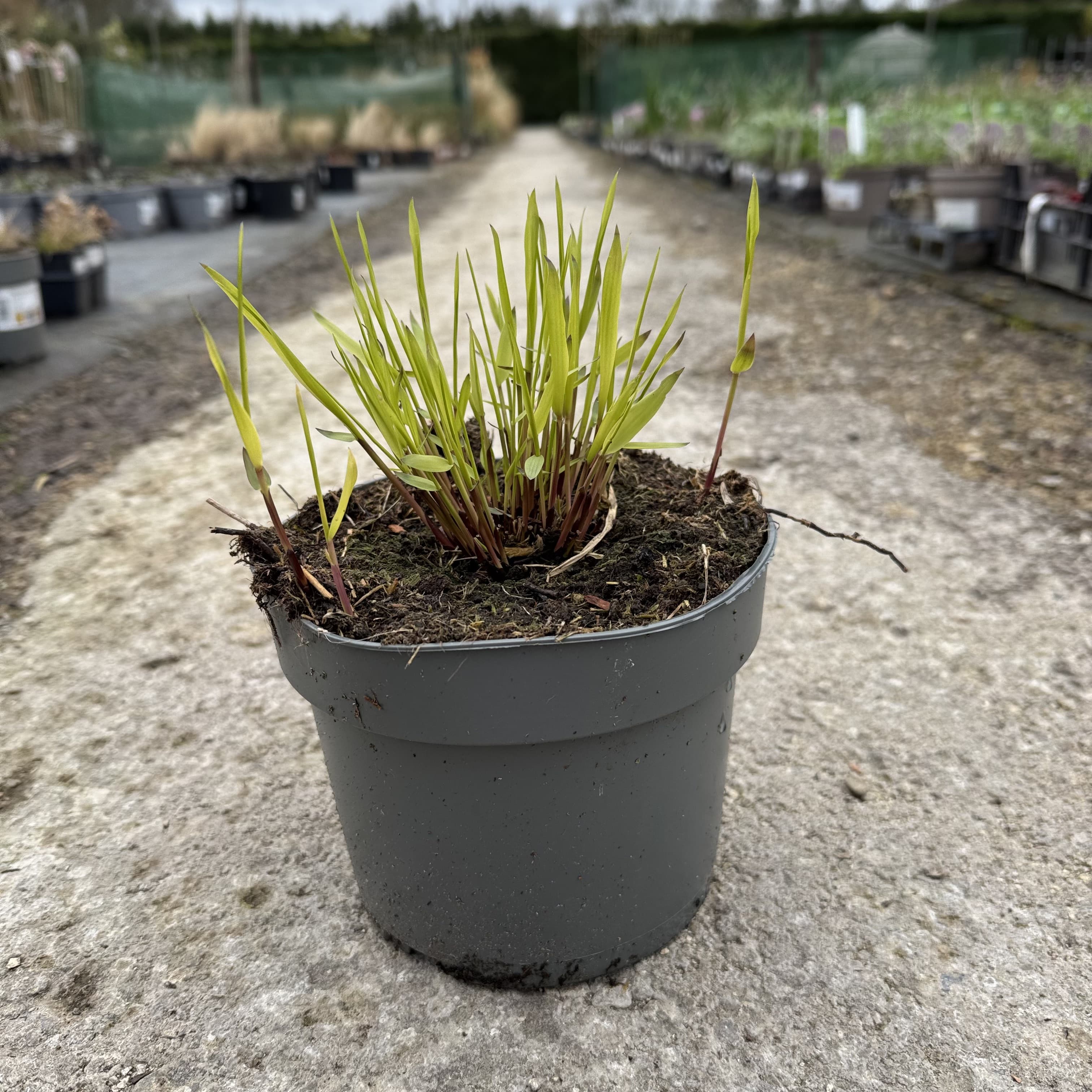 Hakonechloa macra