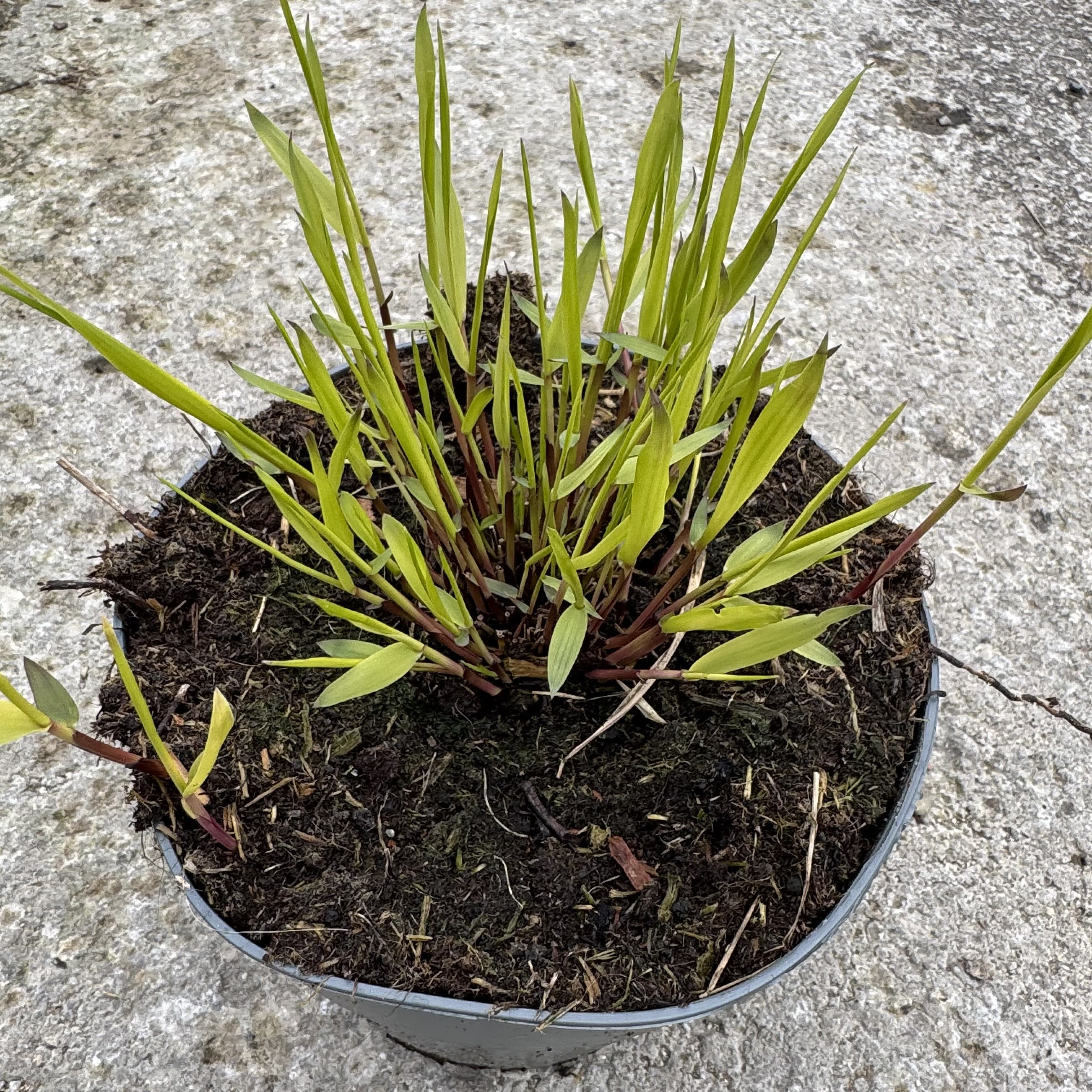 Hakonechloa macra