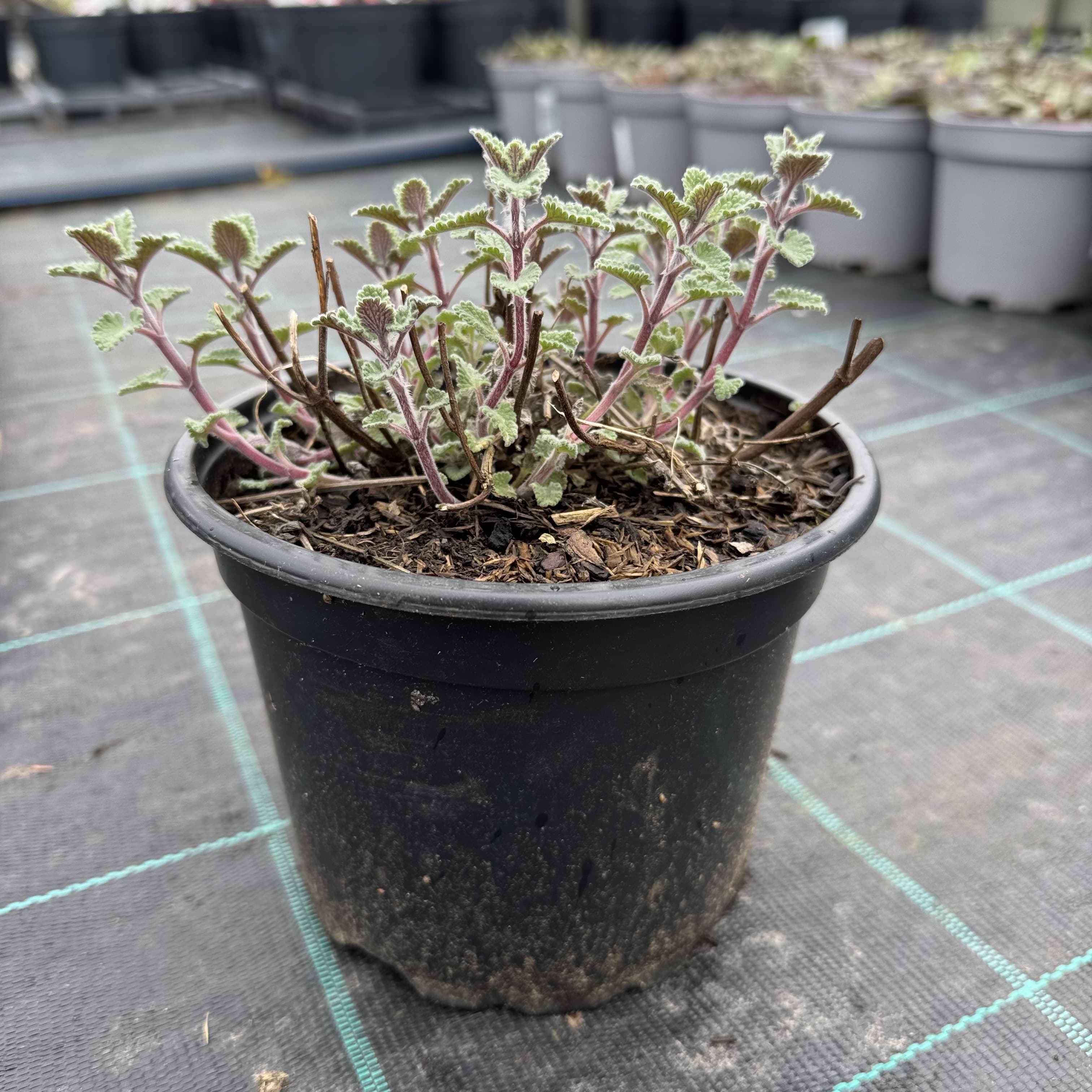 Nepeta faassenii 'Walker's Low'