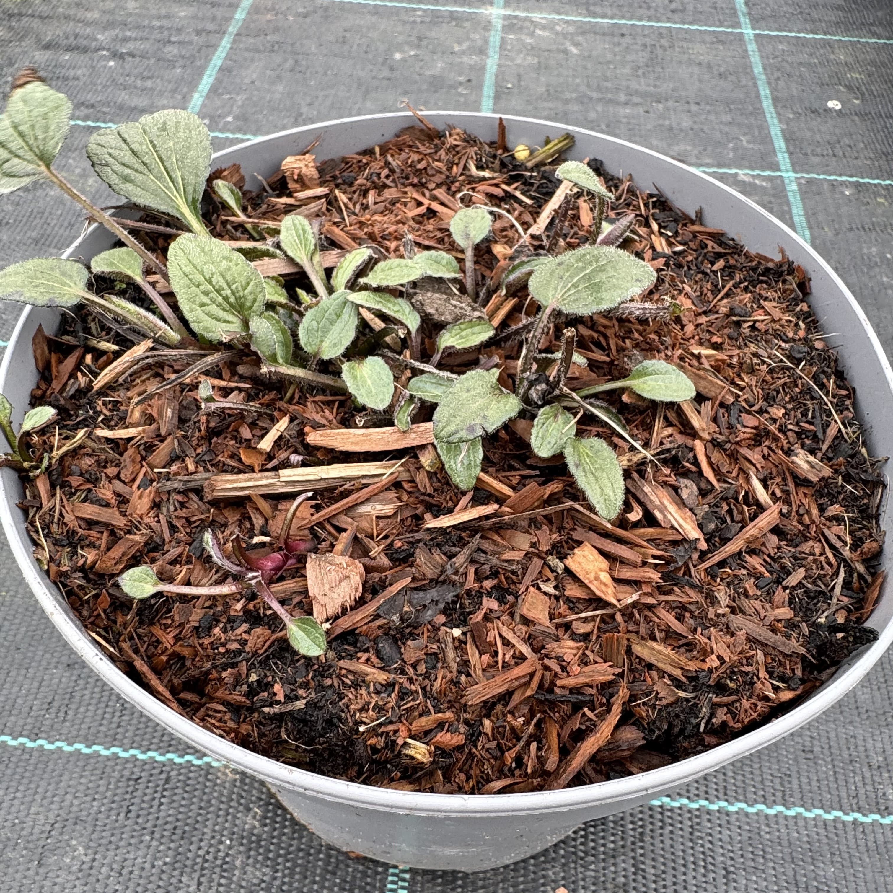 Rudbeckia fulg. 'Goldsturm'