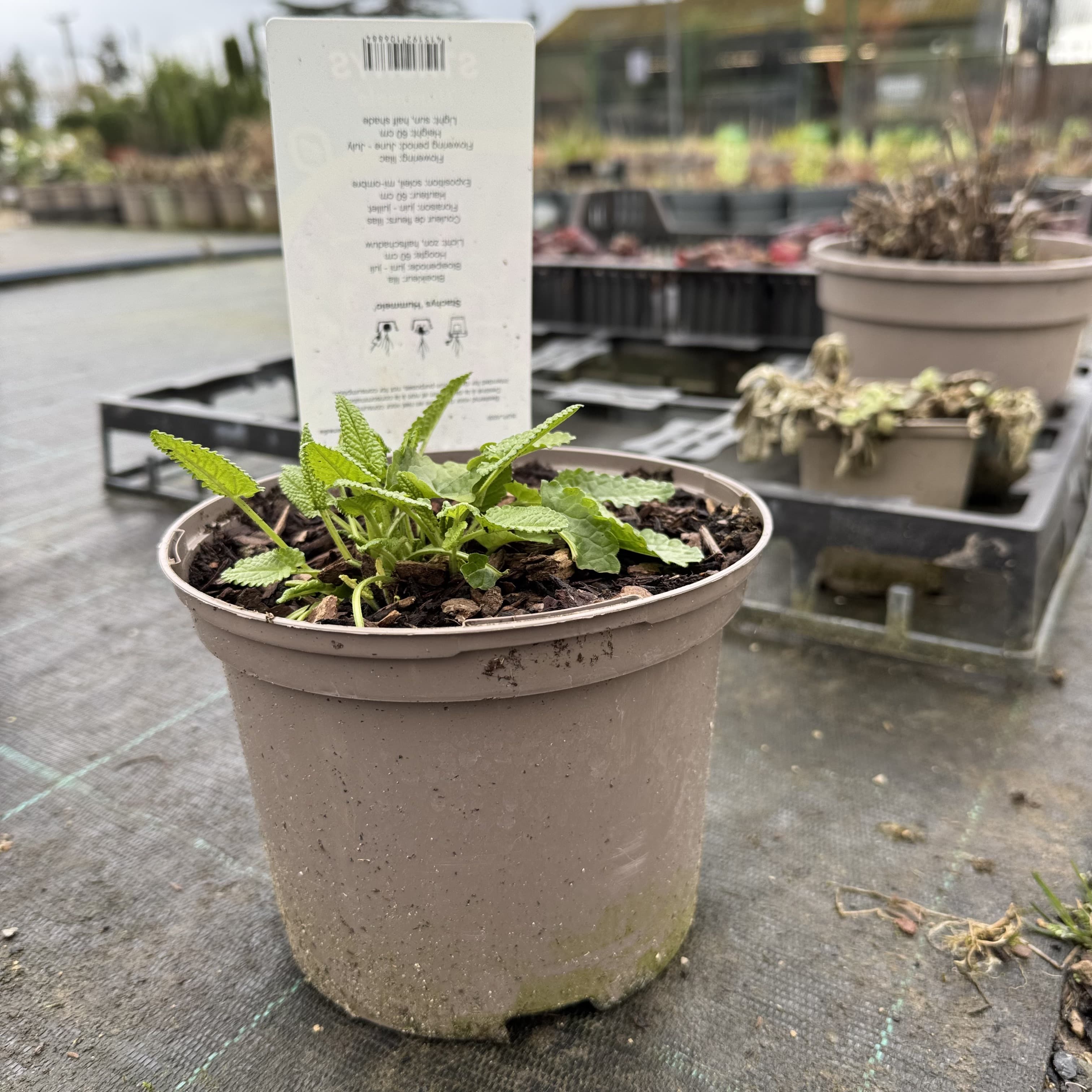 Stachys monieri 'Hummelo'