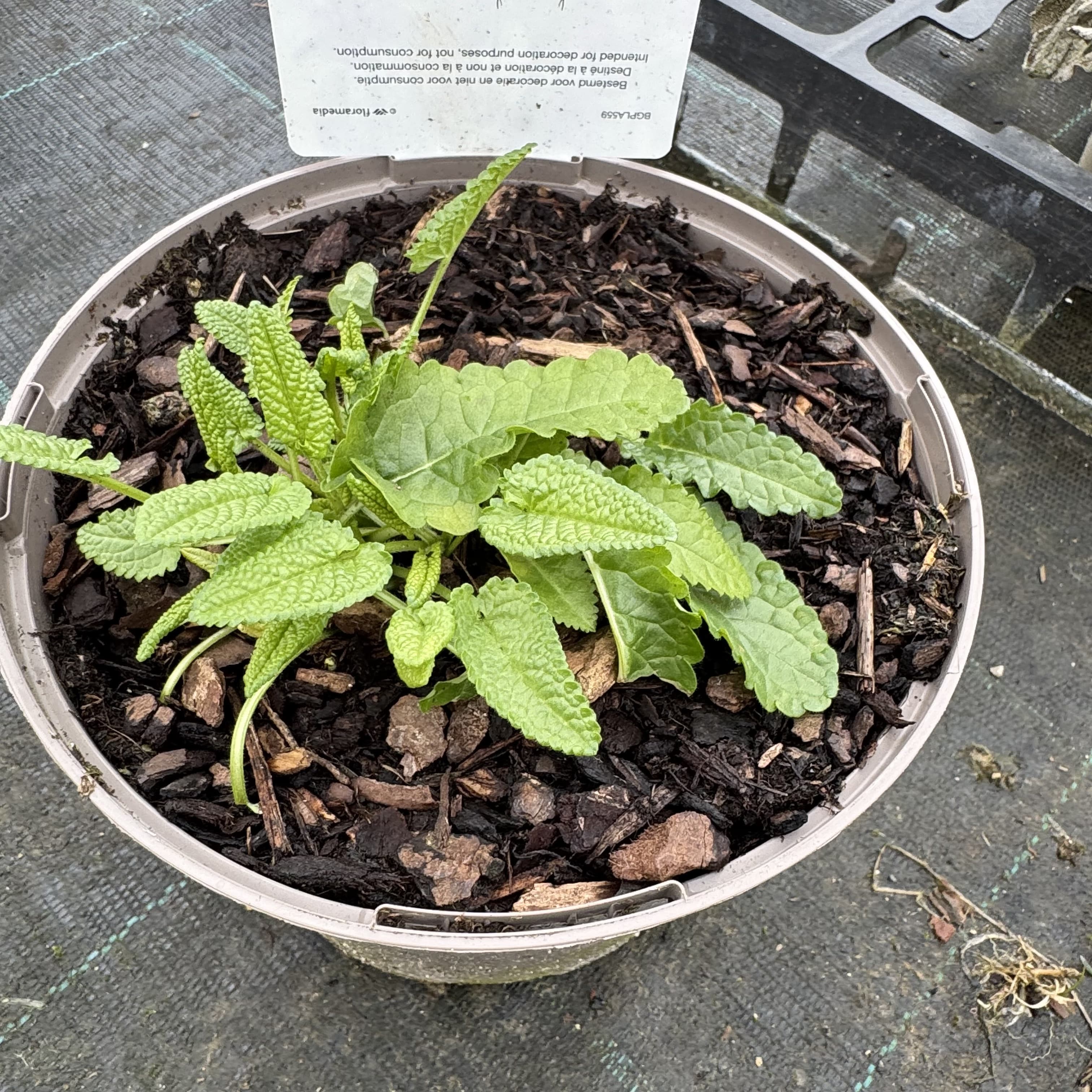Stachys monieri 'Hummelo'