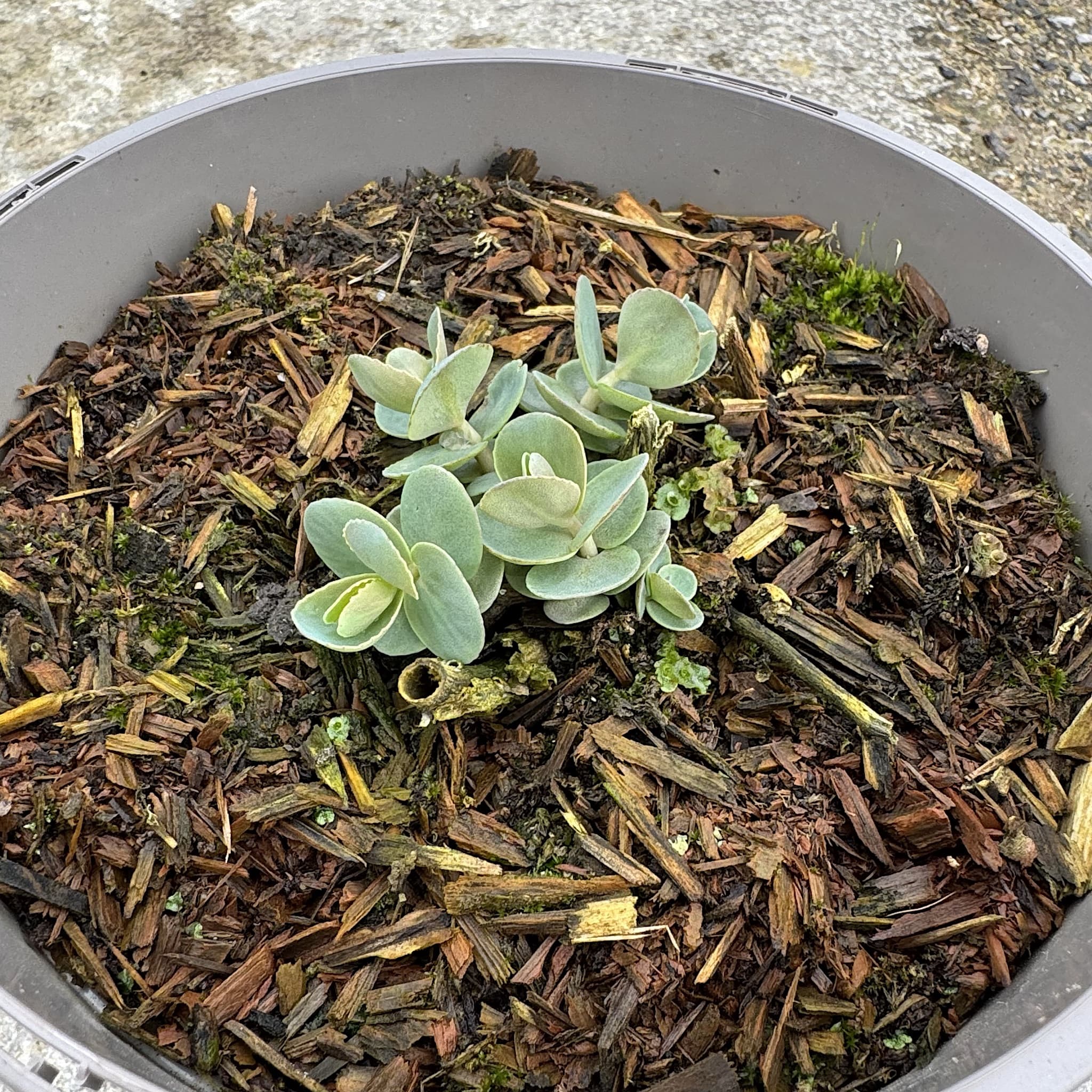Sedum 'Seduction Rose Charm'