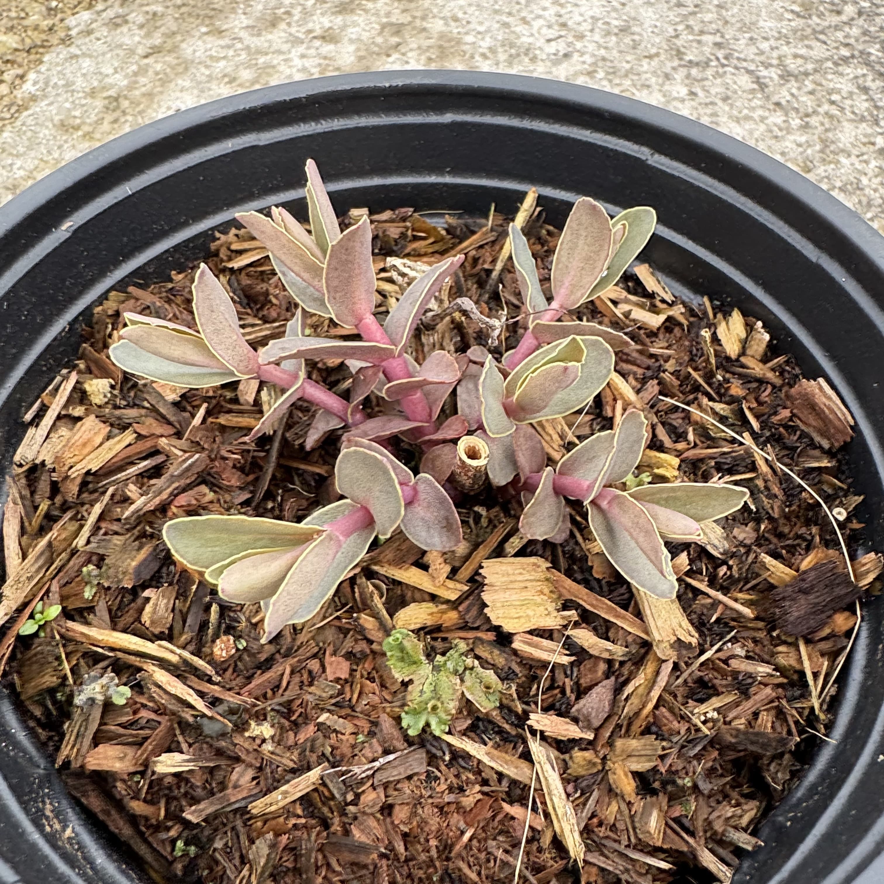 Sedum 'Purple Emperor'