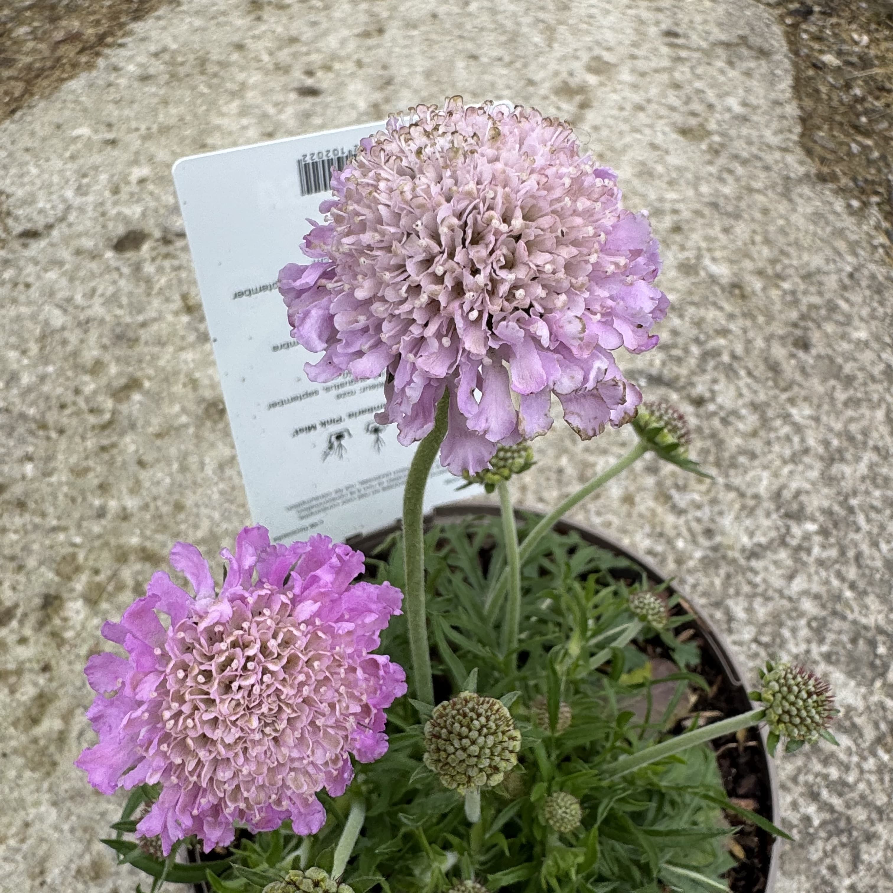 Scabiosa 'Pink Mist'