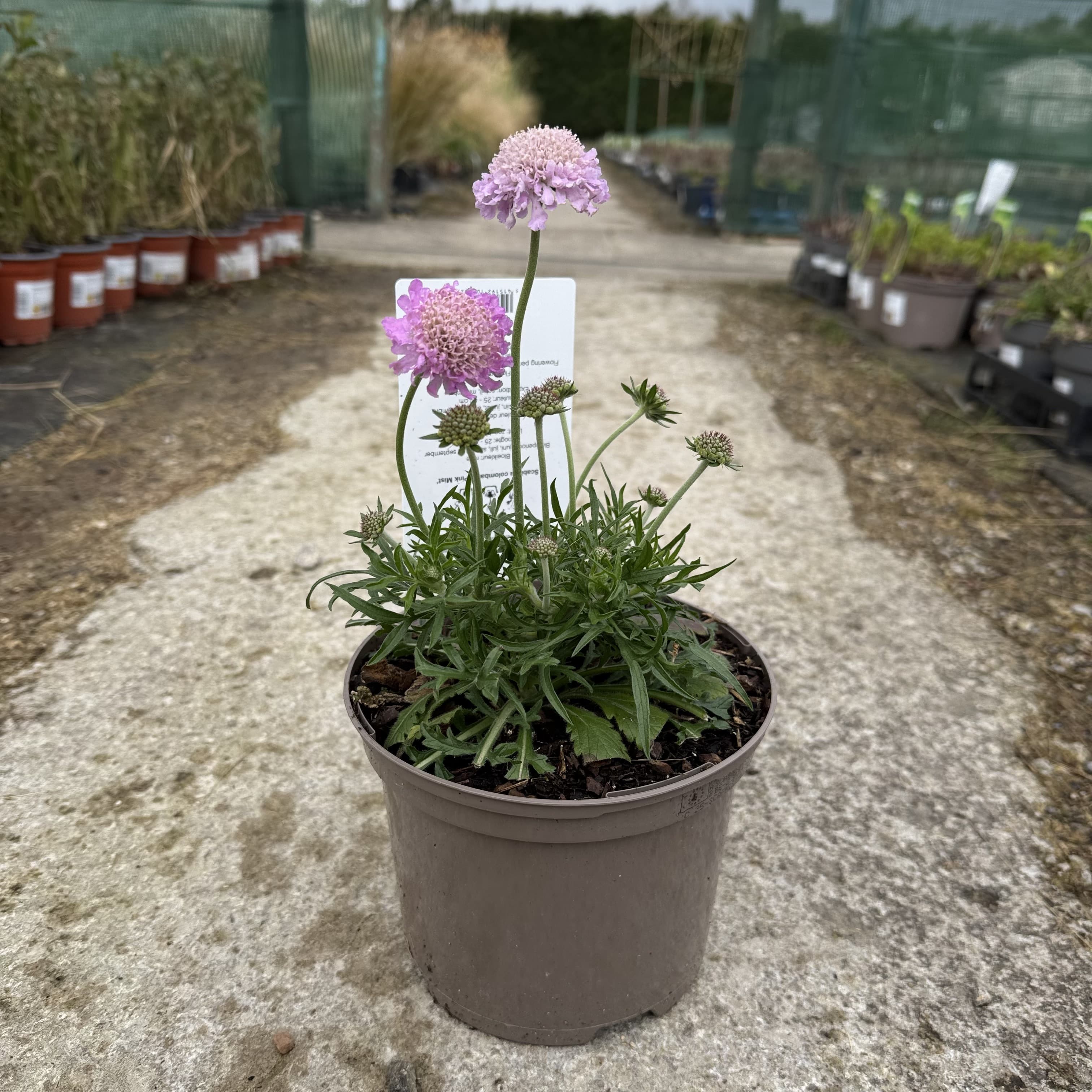 Scabiosa 'Pink Mist'