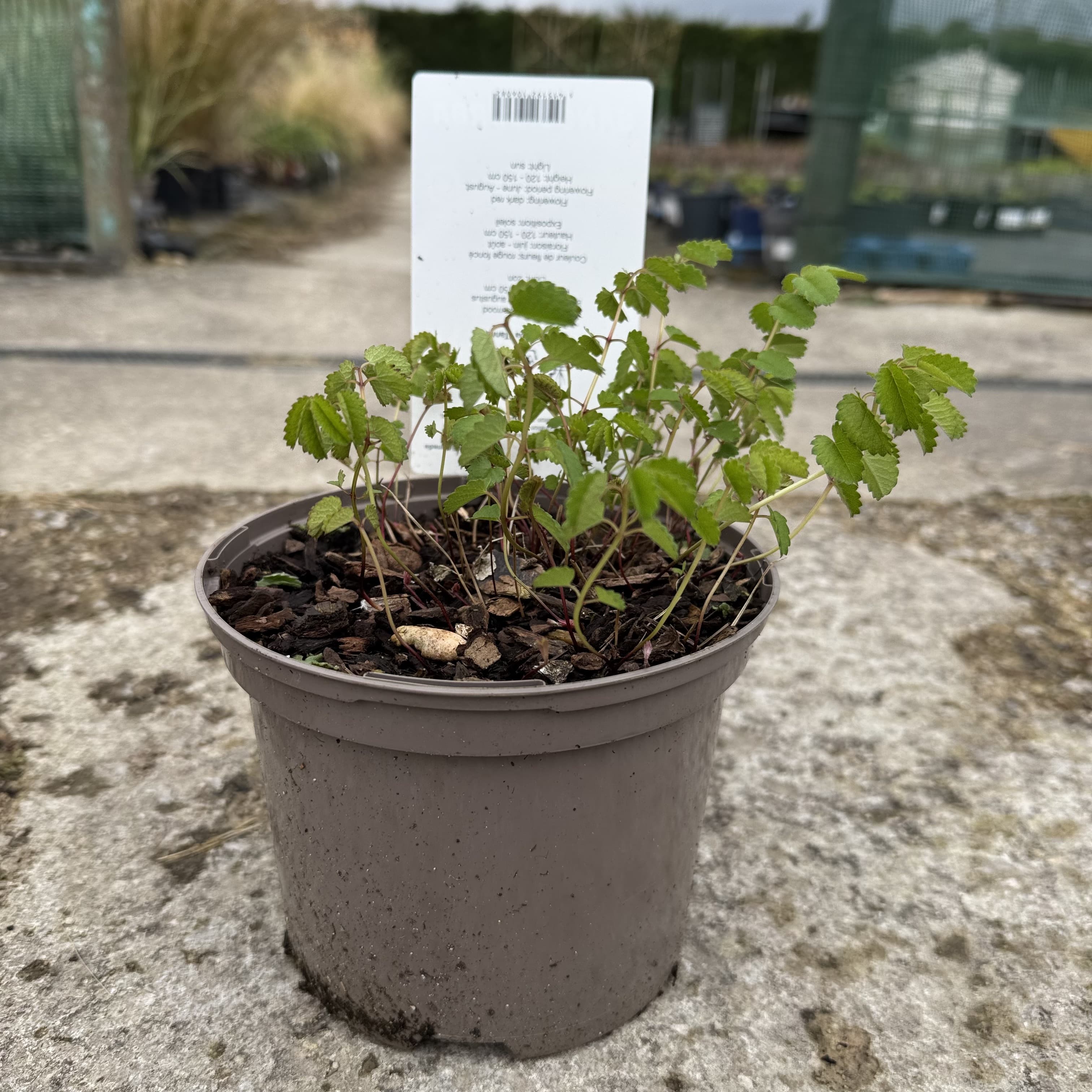 Sanguisorba off. 'Tanna'
