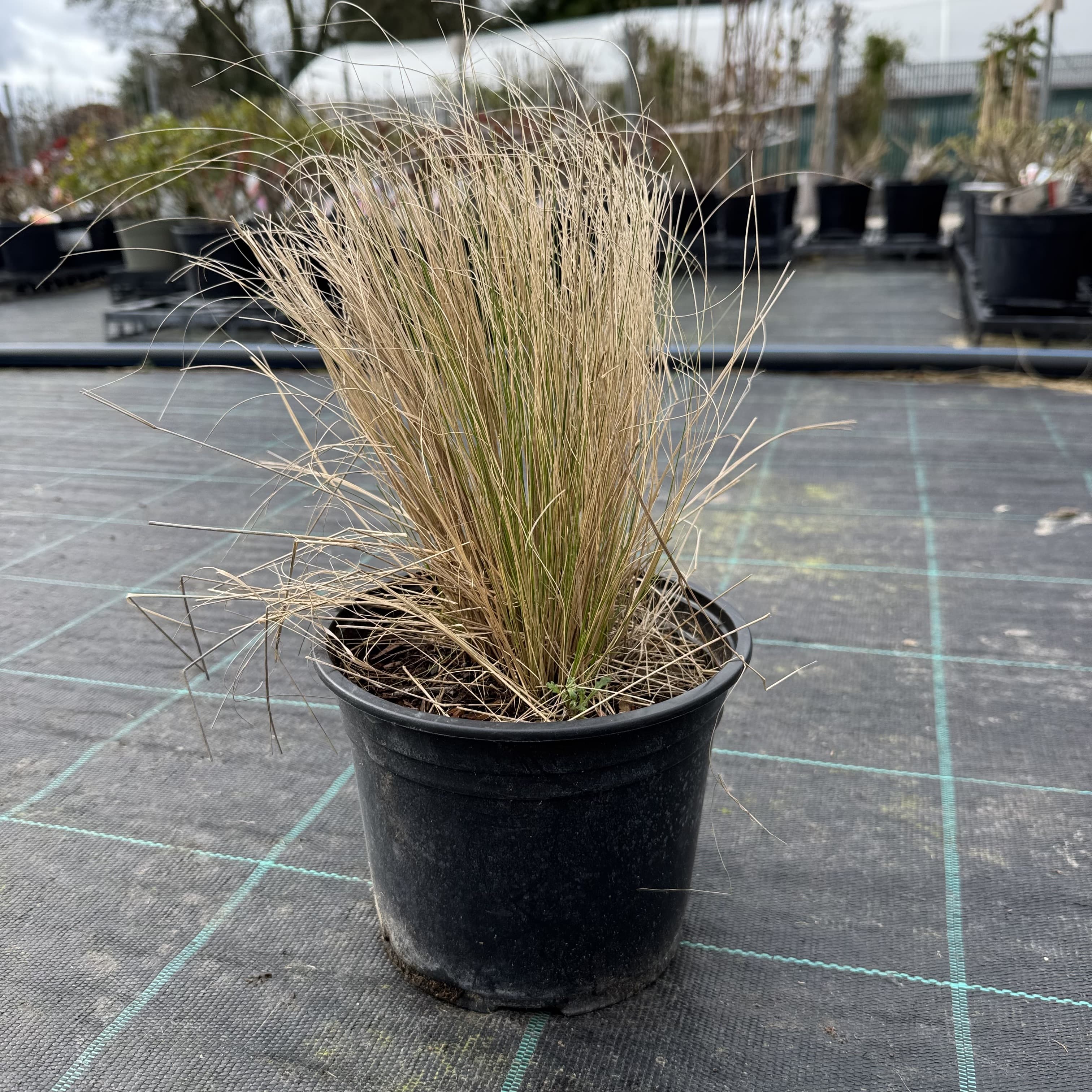 Stipa 'Pony Tails'