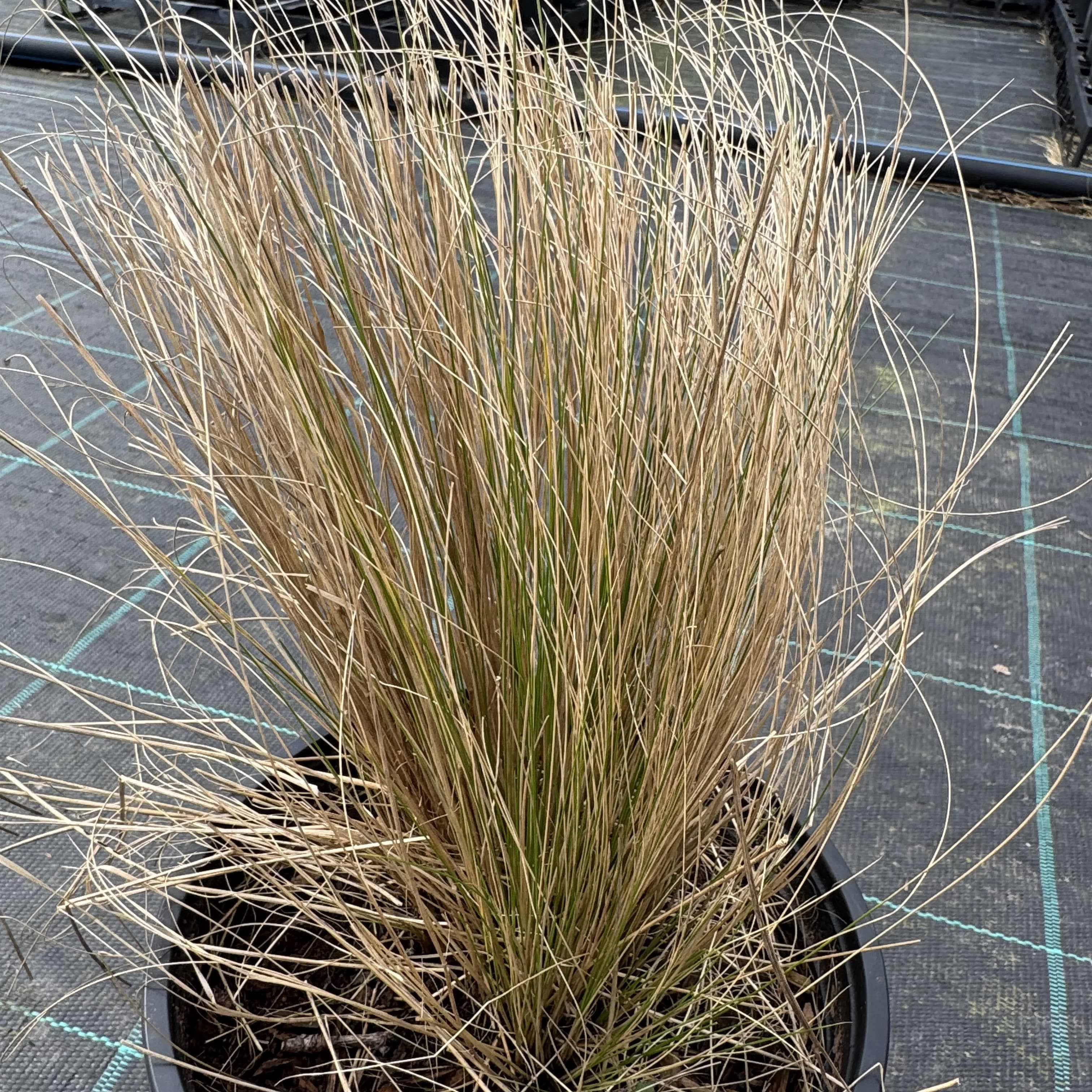 Stipa 'Pony Tails'
