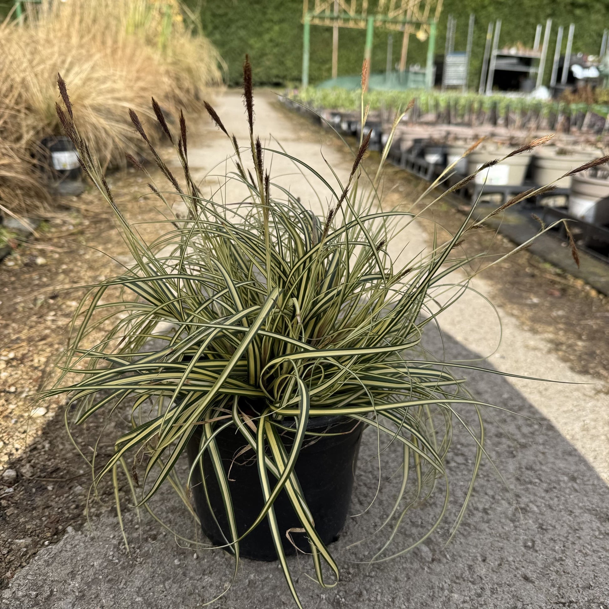 Carex oshimensis 'Evergold'