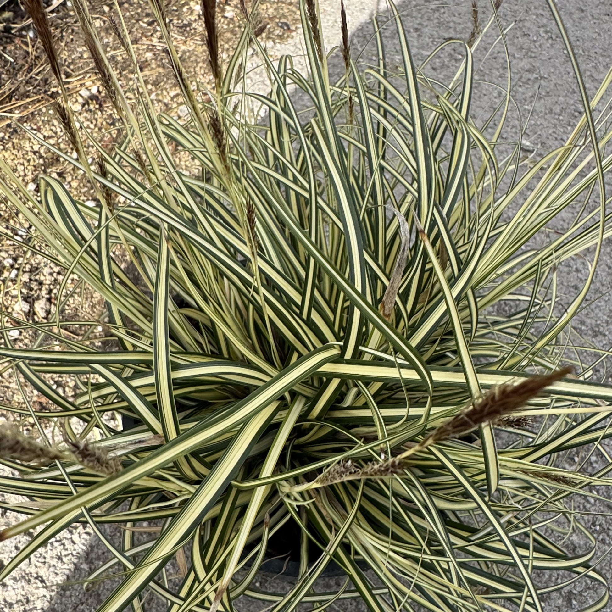 Carex oshimensis 'Evergold'