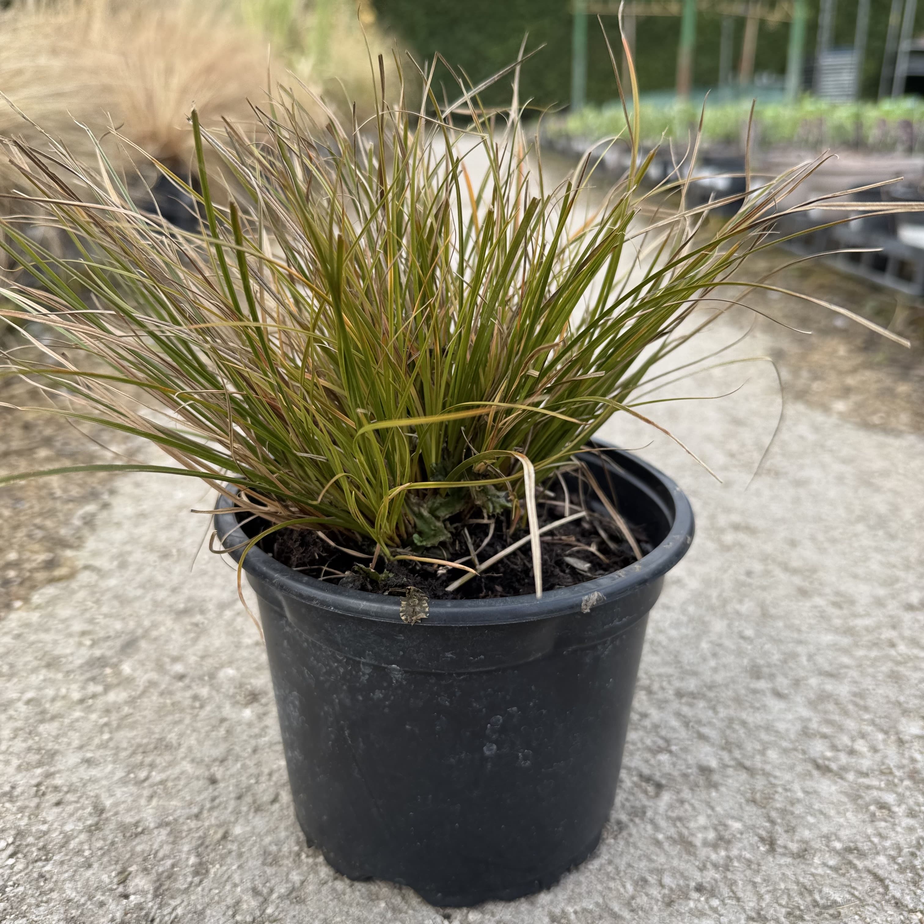 Carex testacea