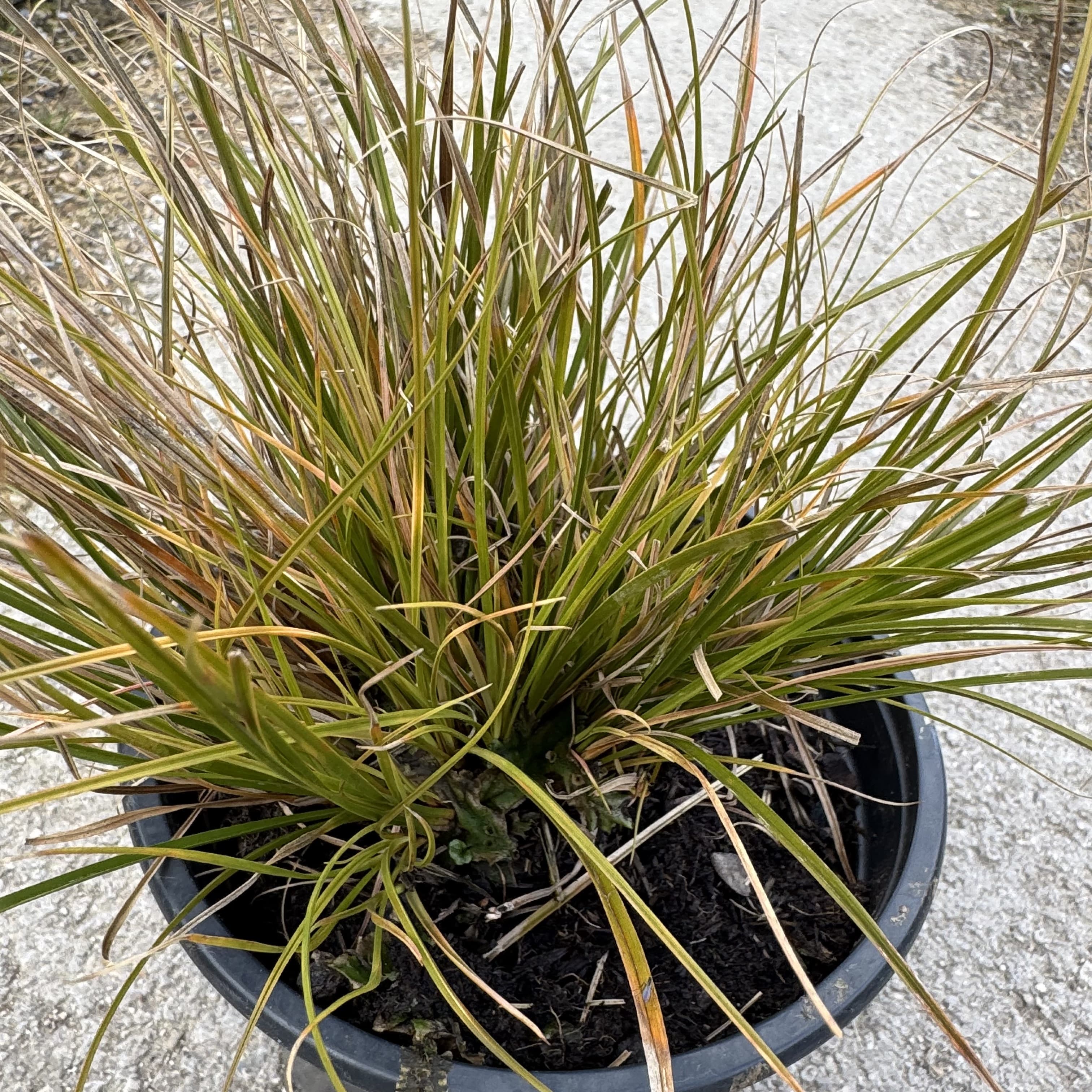 Carex testacea