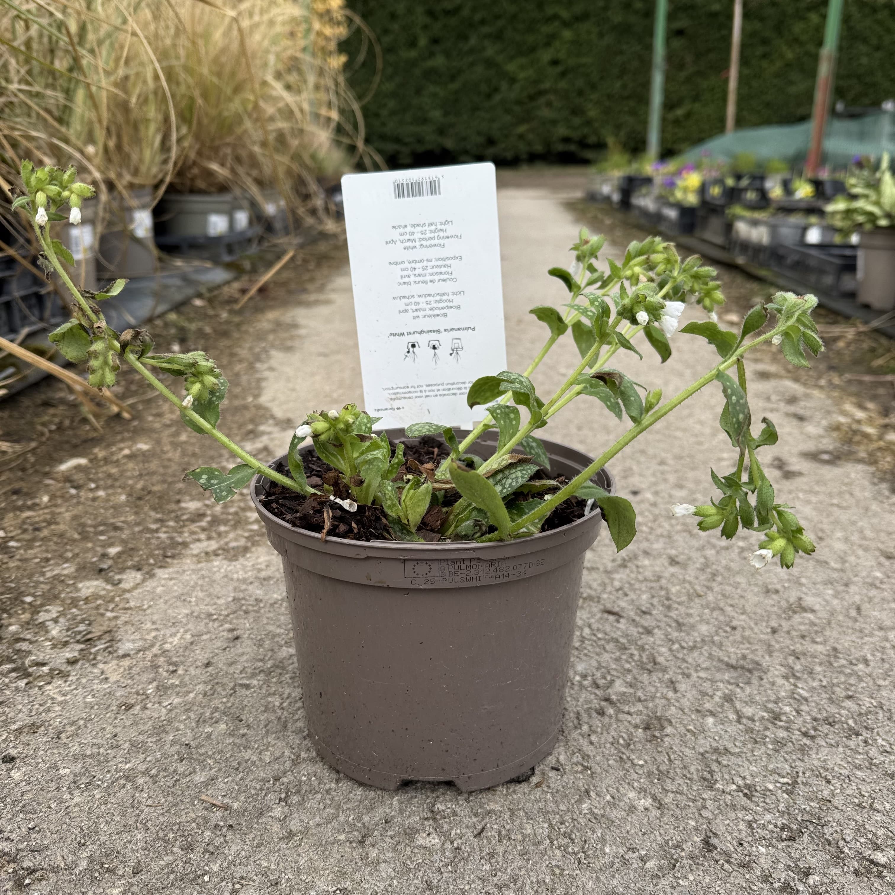 Pulmonaria off. 'Sissingh. White'
