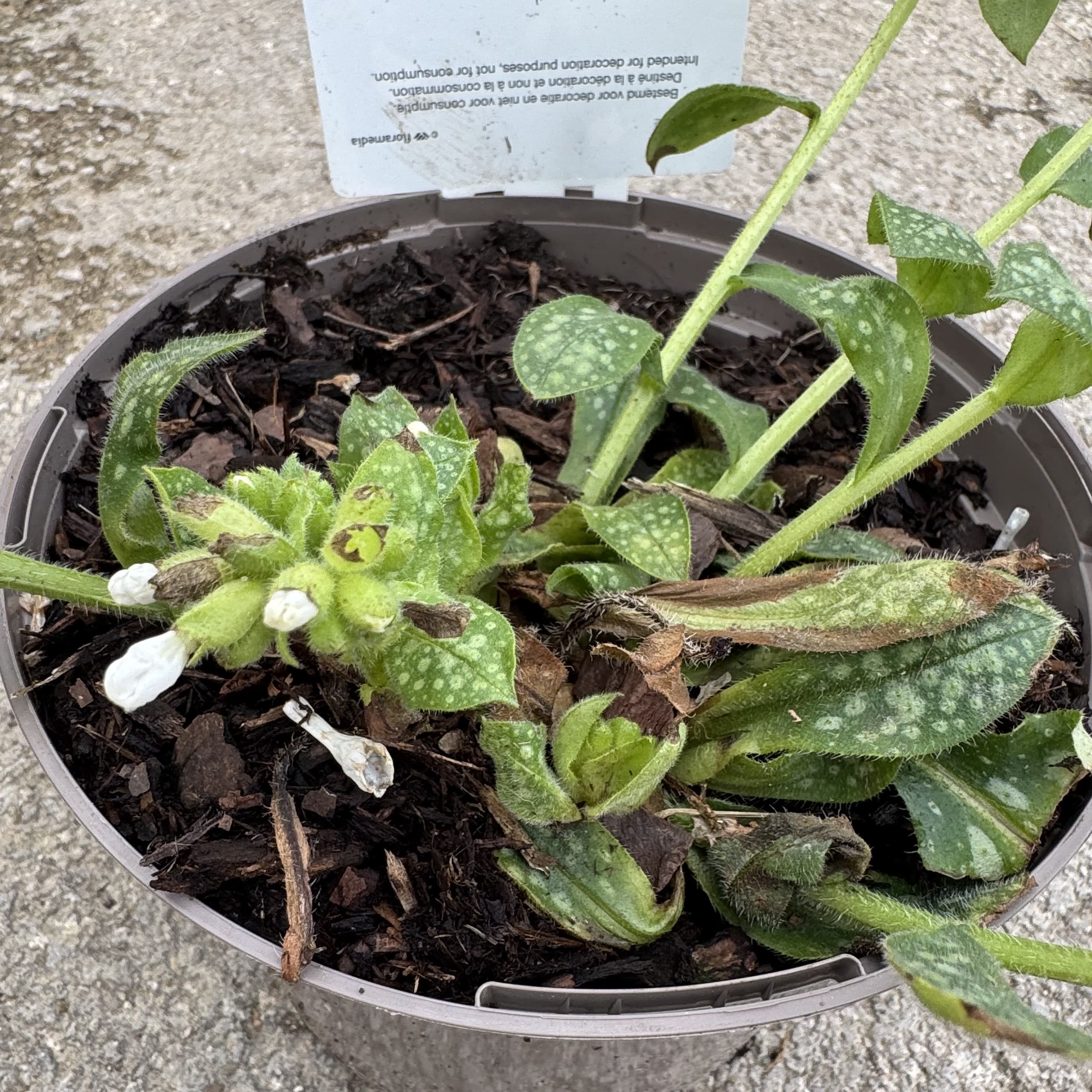 Pulmonaria off. 'Sissingh. White'