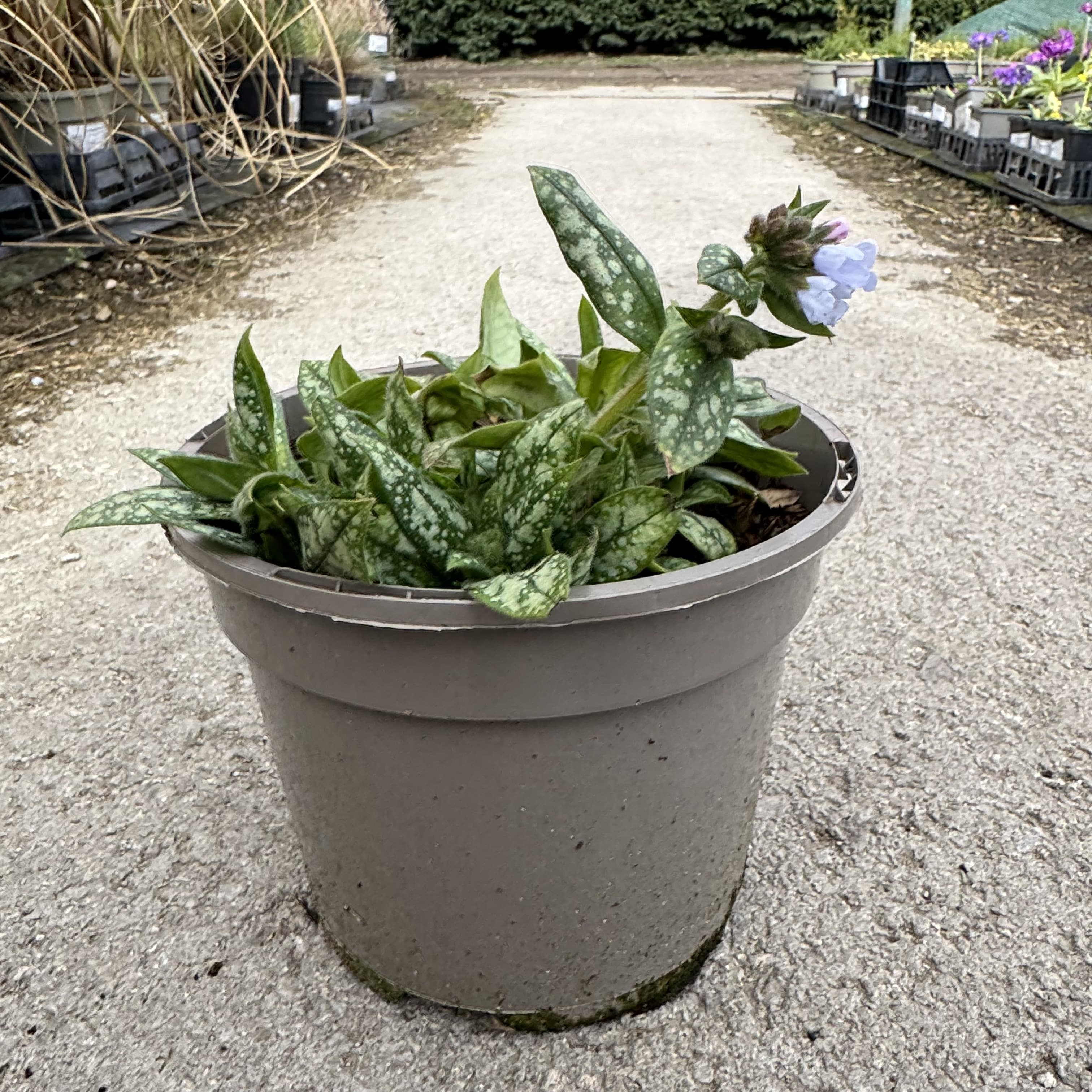 Pulmonaria 'Opal'