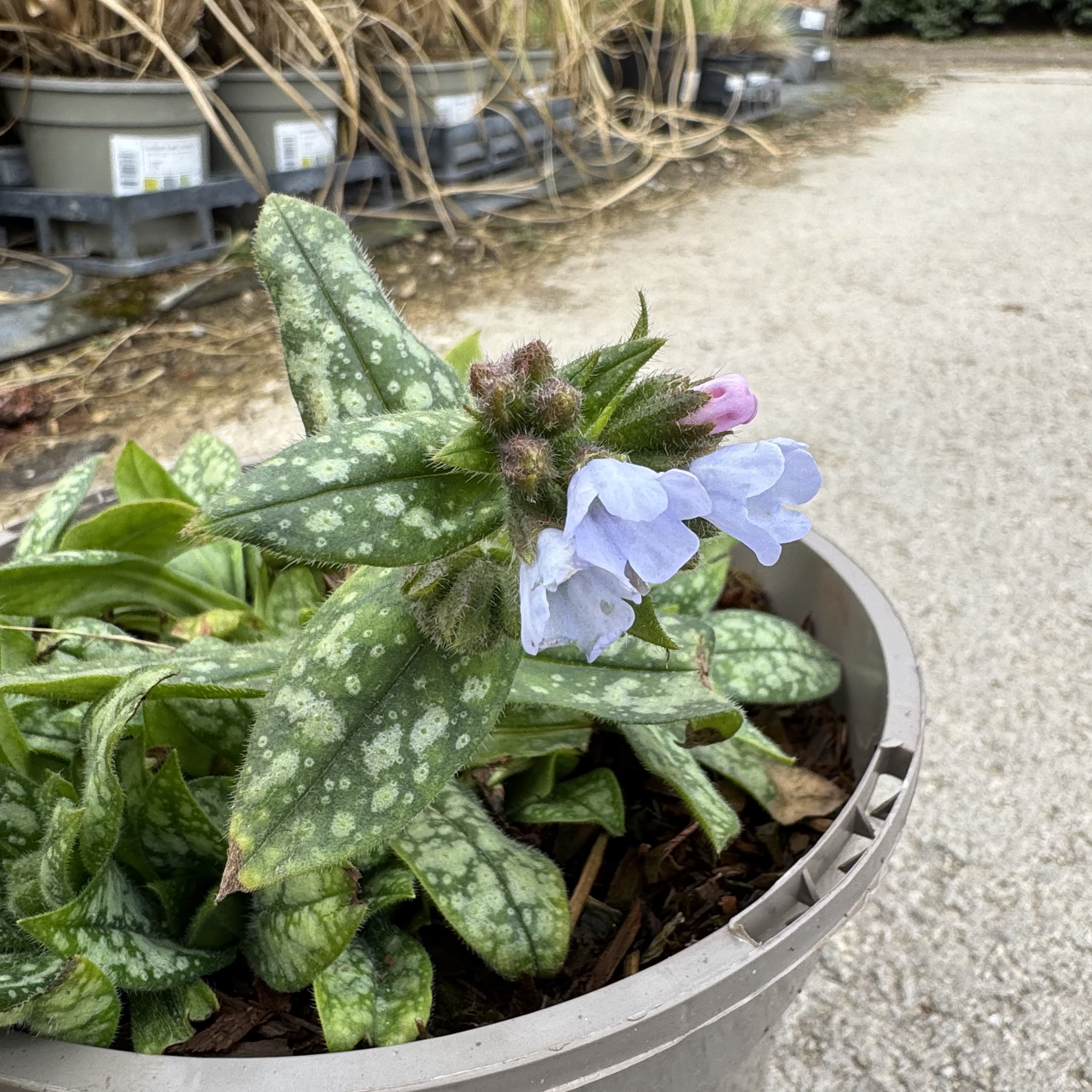 Pulmonaria 'Opal'