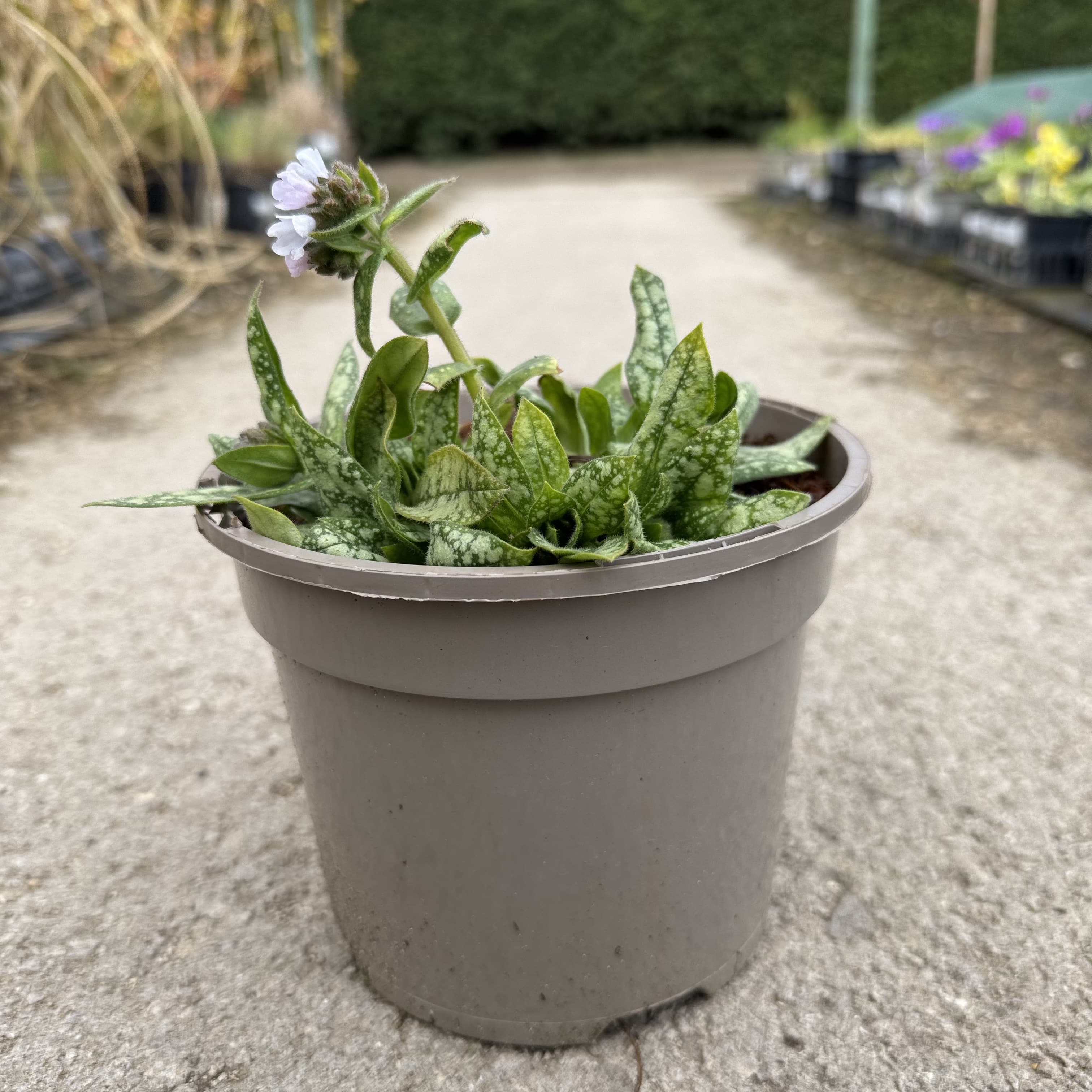 Pulmonaria 'Diana Clare'