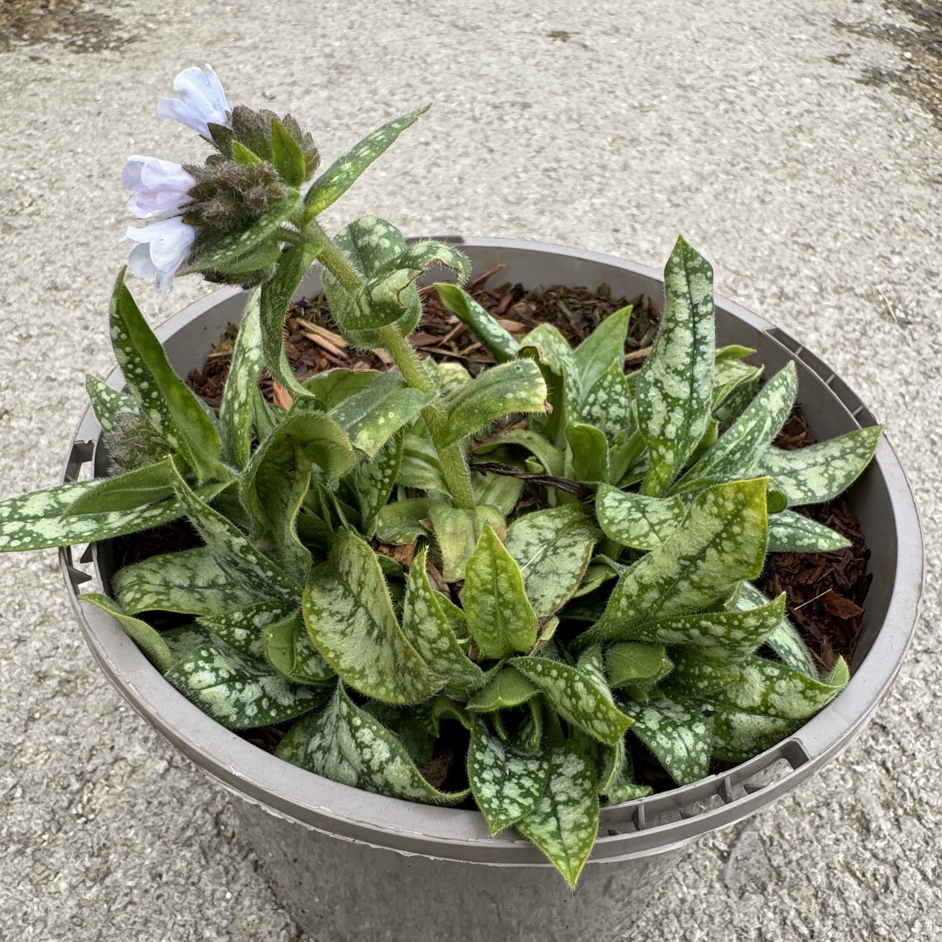 Pulmonaria 'Diana Clare'