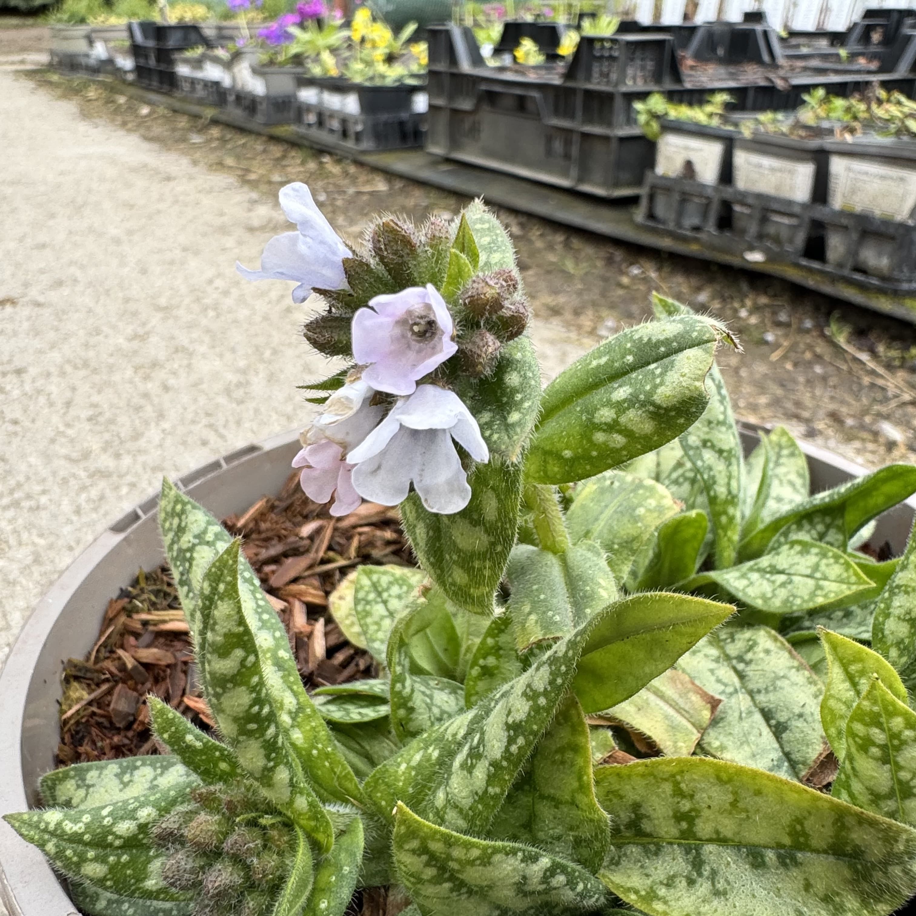 Pulmonaria 'Diana Clare'