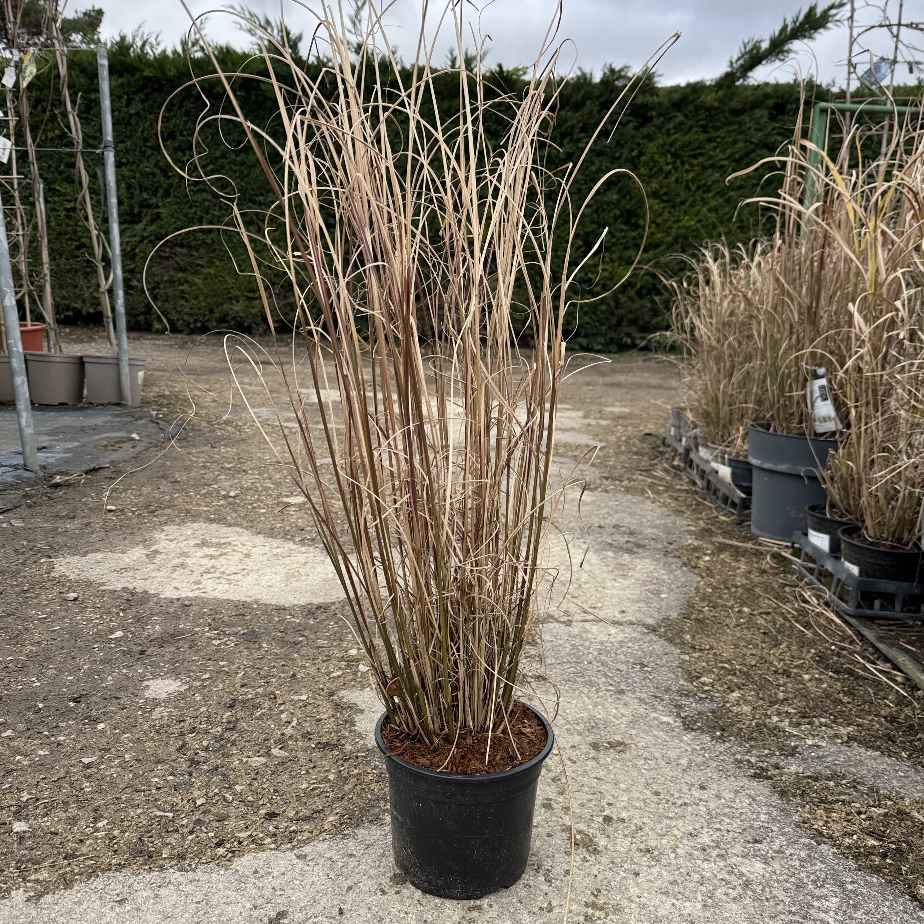 Miscanthus sin. 'Gracillimus'