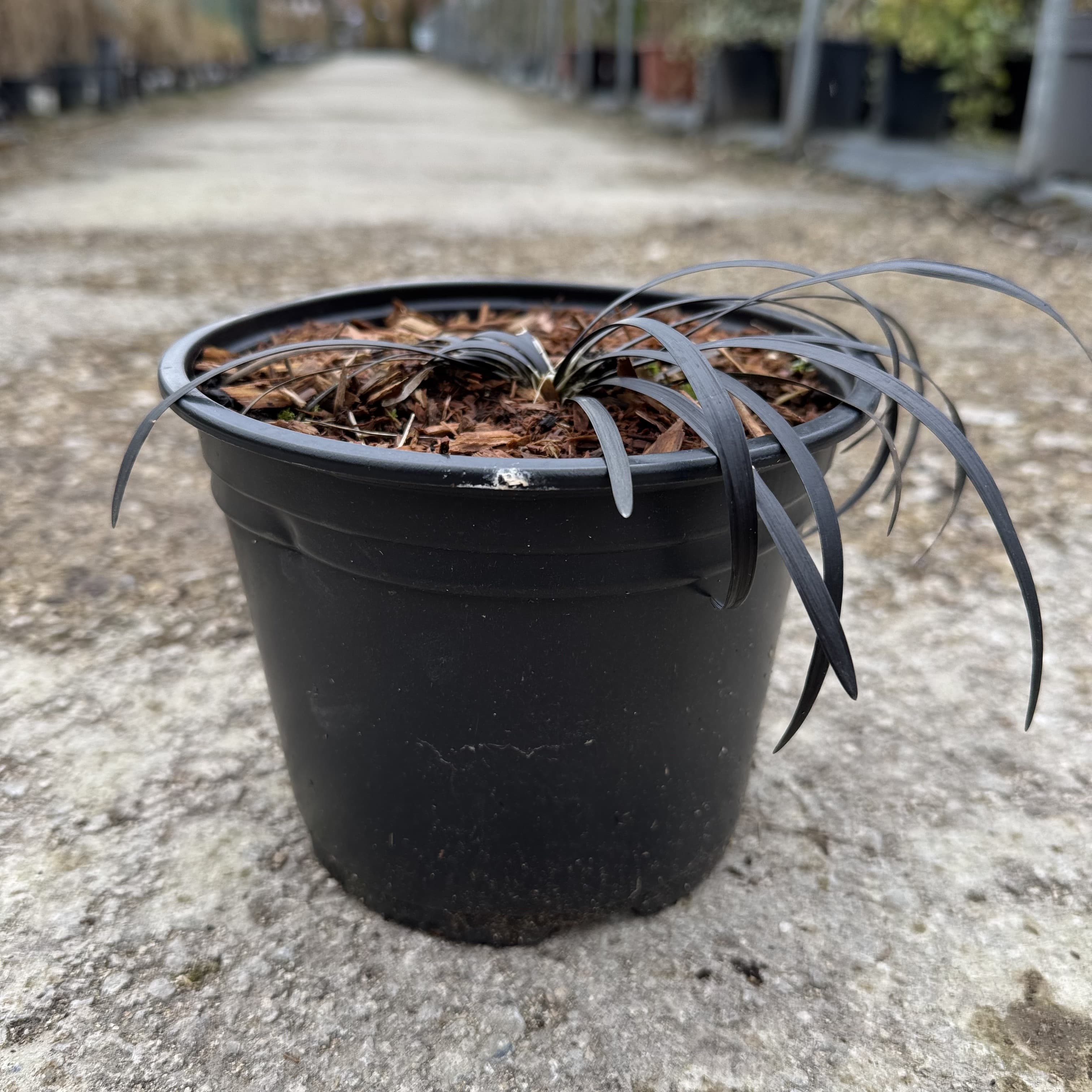 Ophiopogon plan. 'Nigrescens'