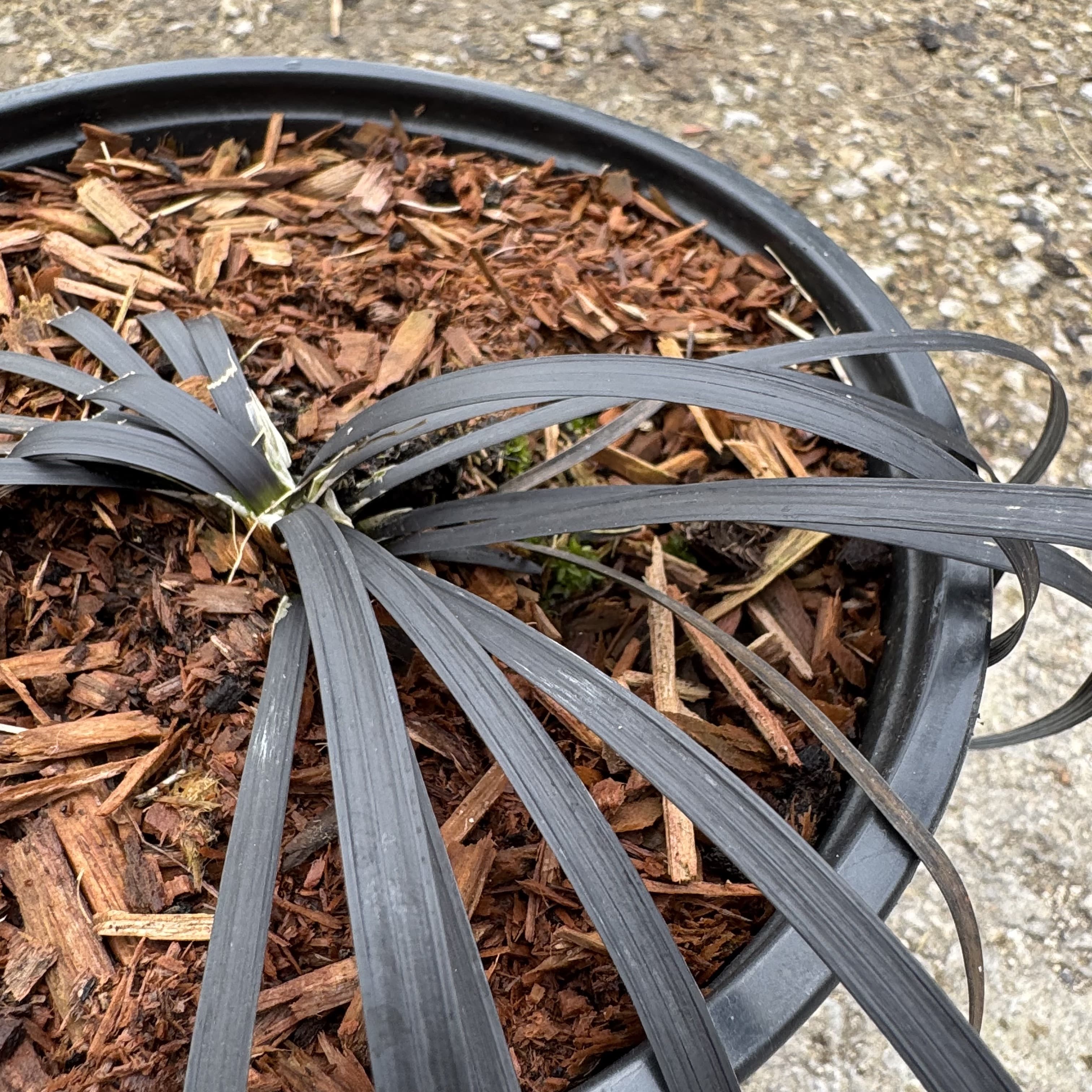 Ophiopogon plan. 'Nigrescens'
