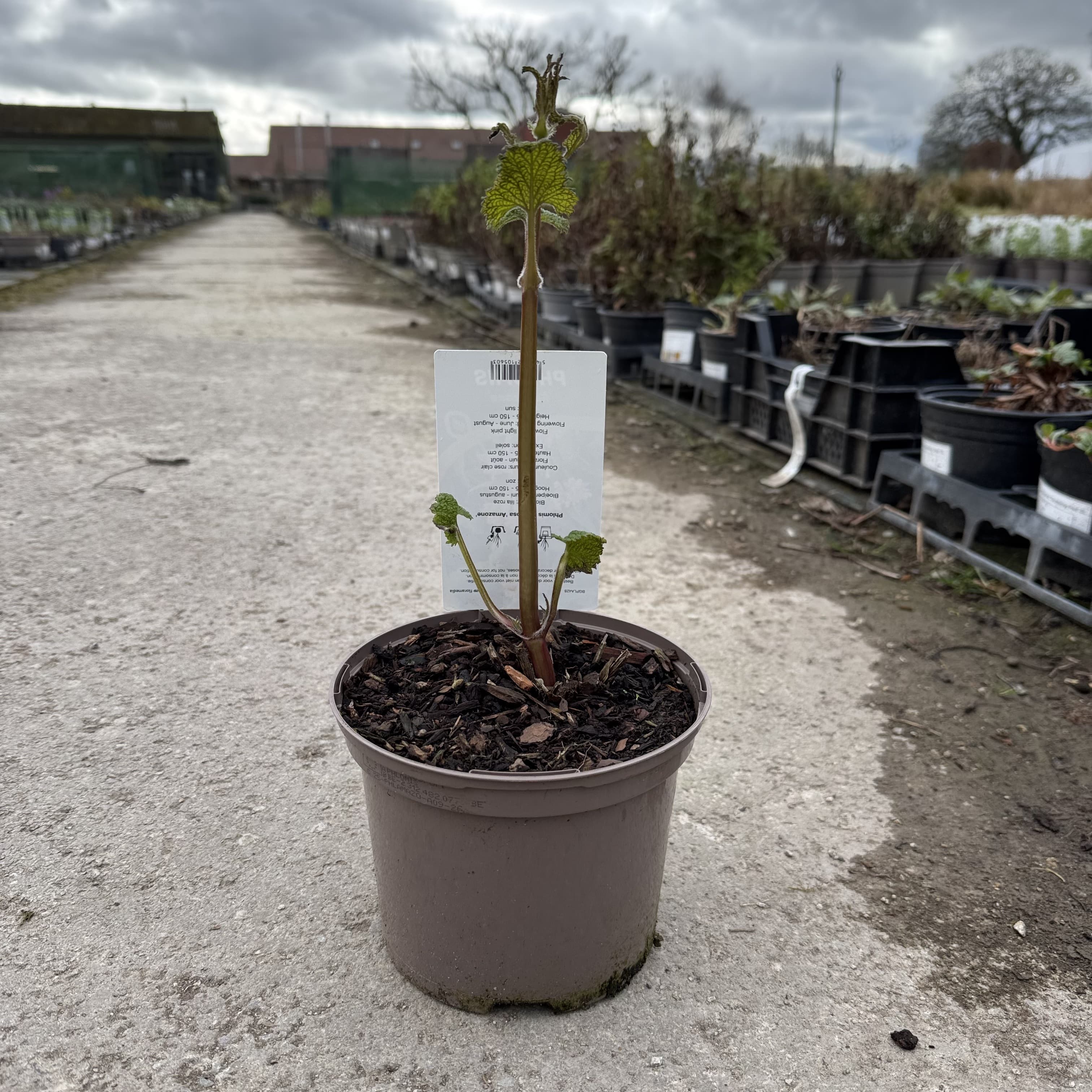 Phlomis 'Amazone'