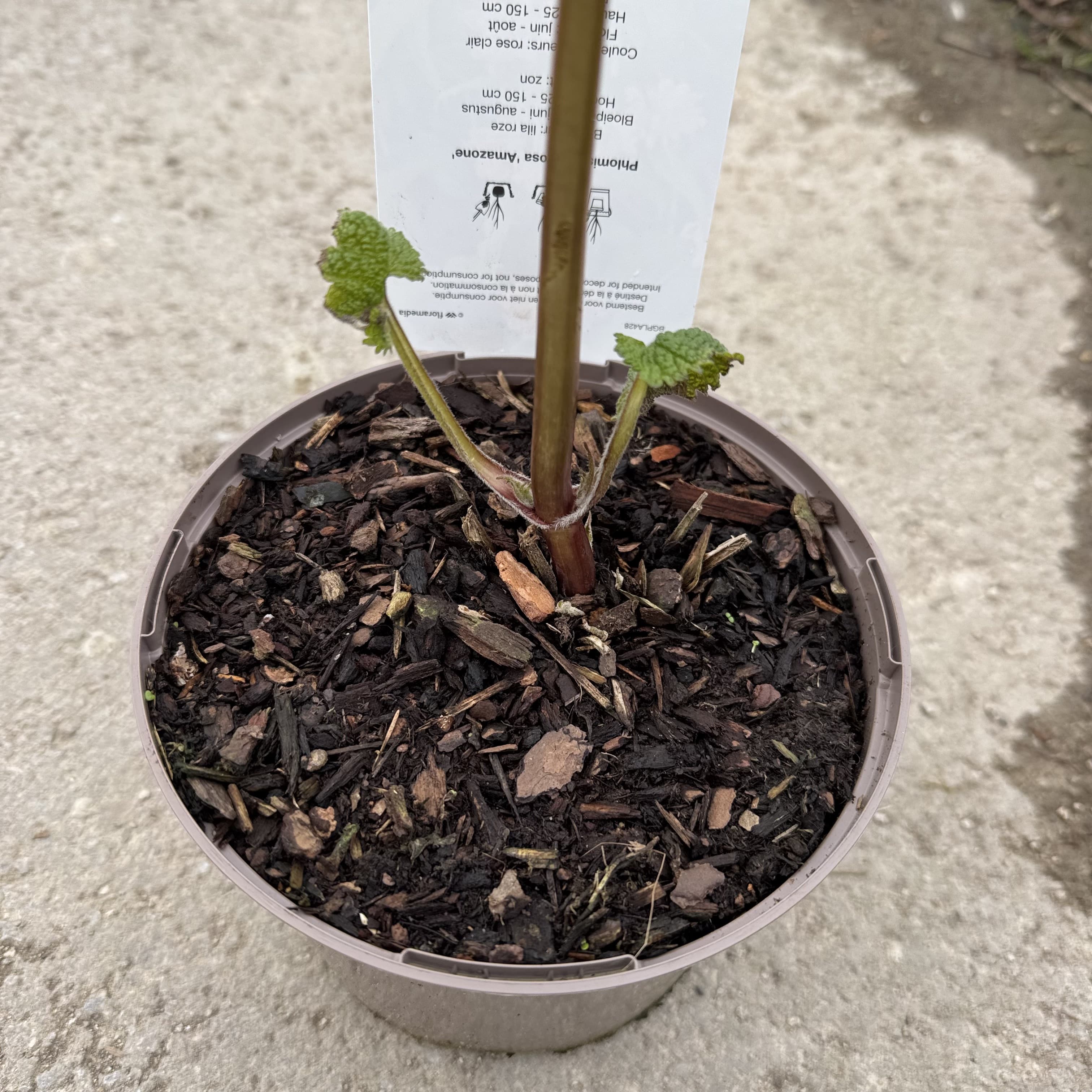 Phlomis 'Amazone'
