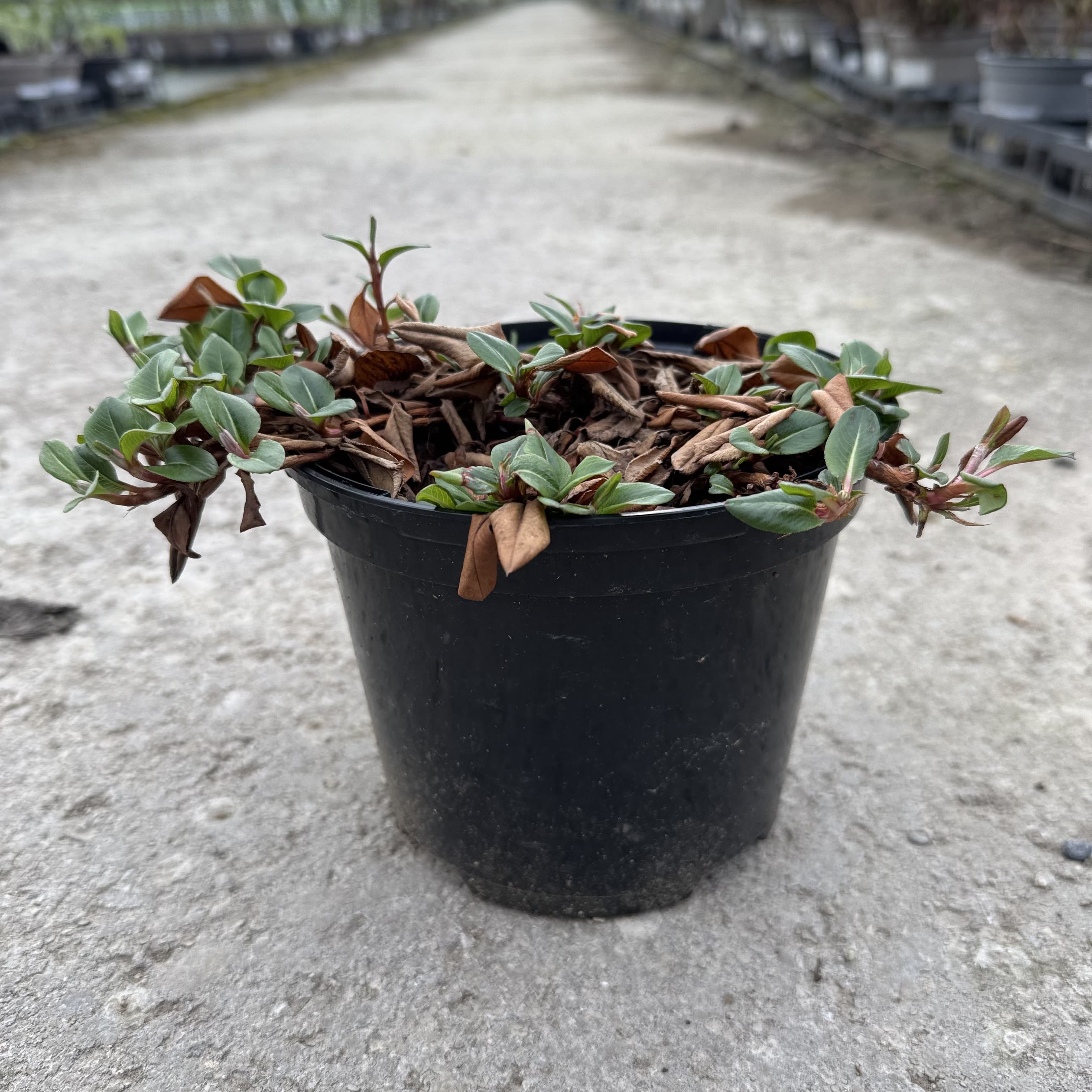 Persicaria 'Darjeeling Red'