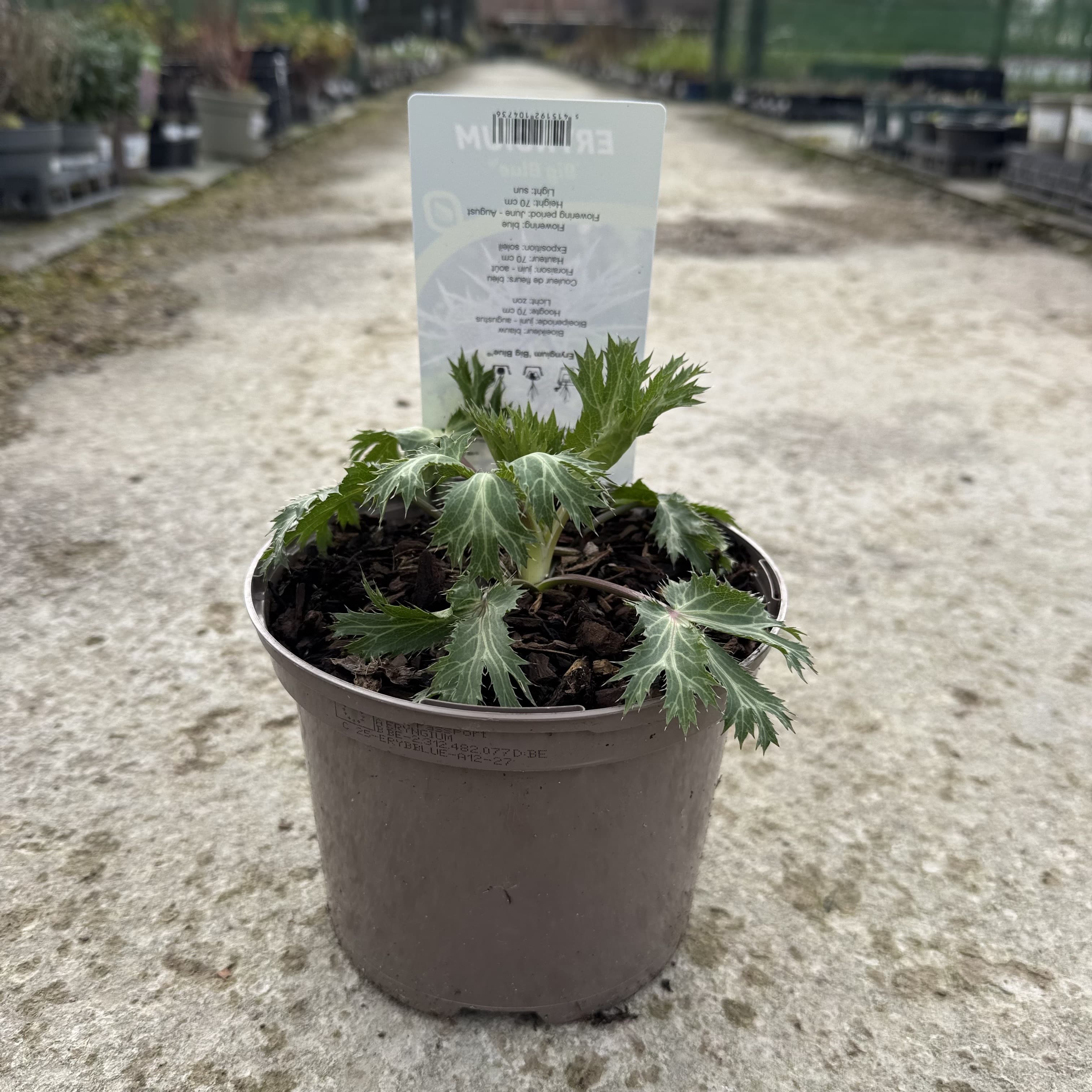 Eryngium zab. 'Big Blue'
