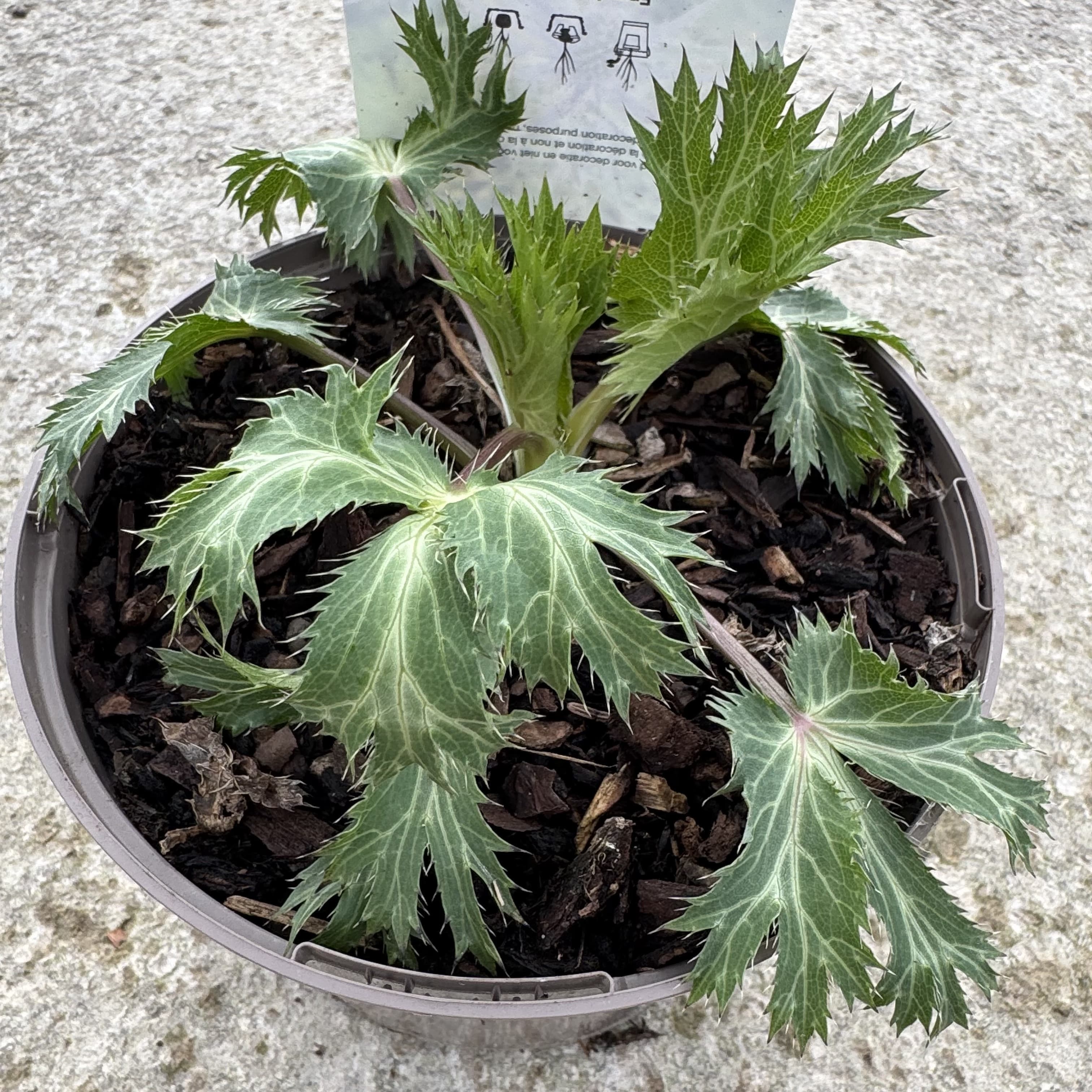 Eryngium zab. 'Big Blue'