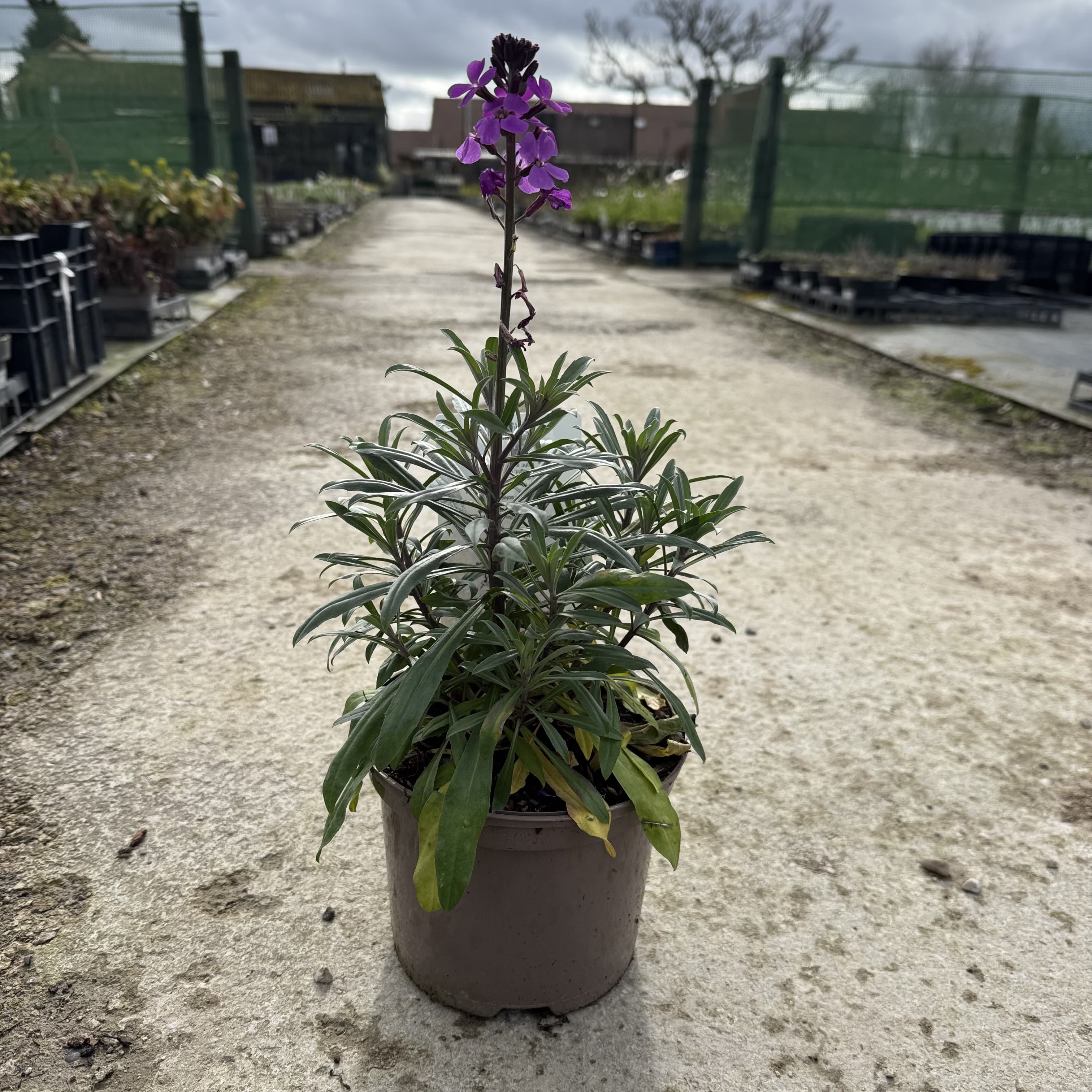 Erysimum 'Bowles' Mauve'