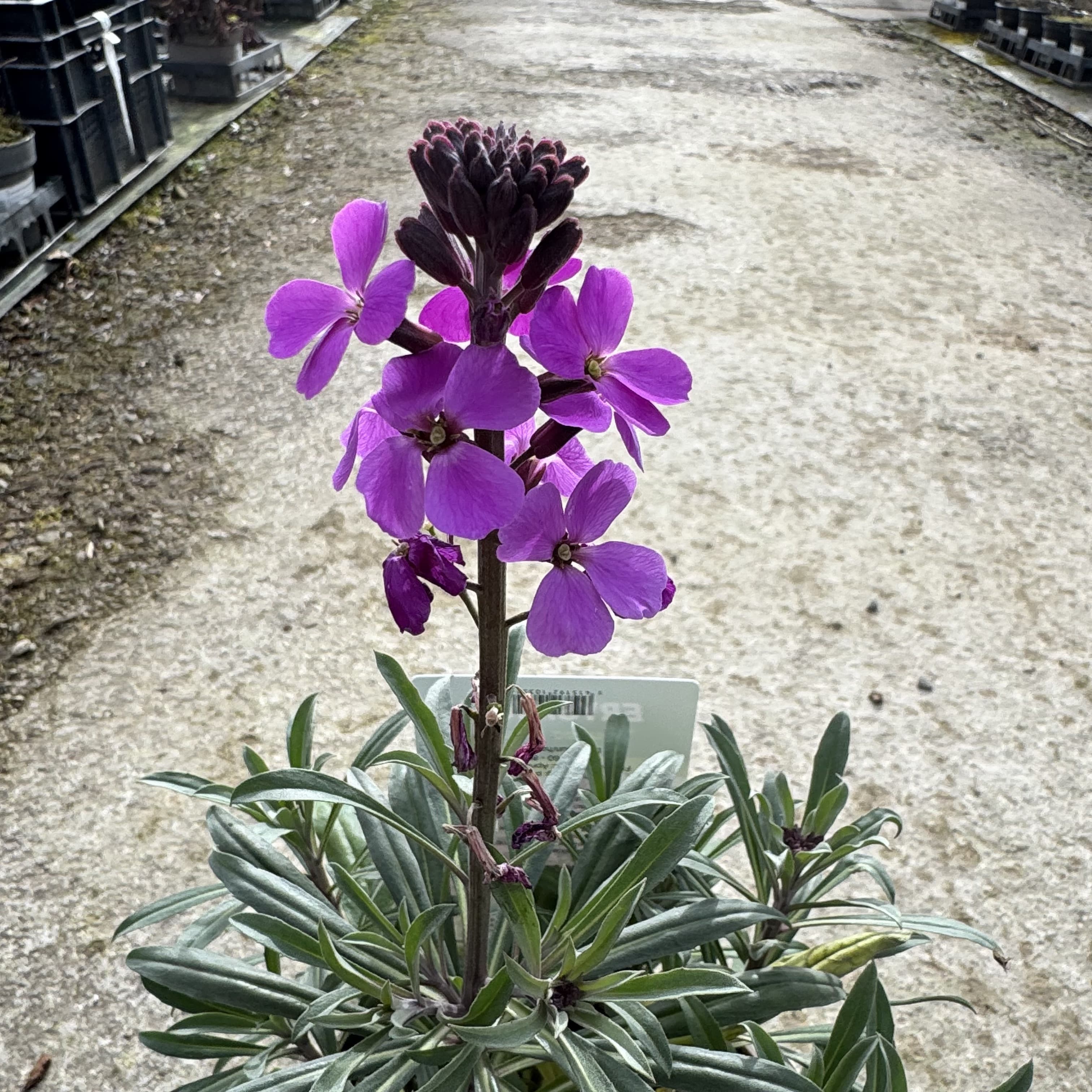 Erysimum 'Bowles' Mauve'
