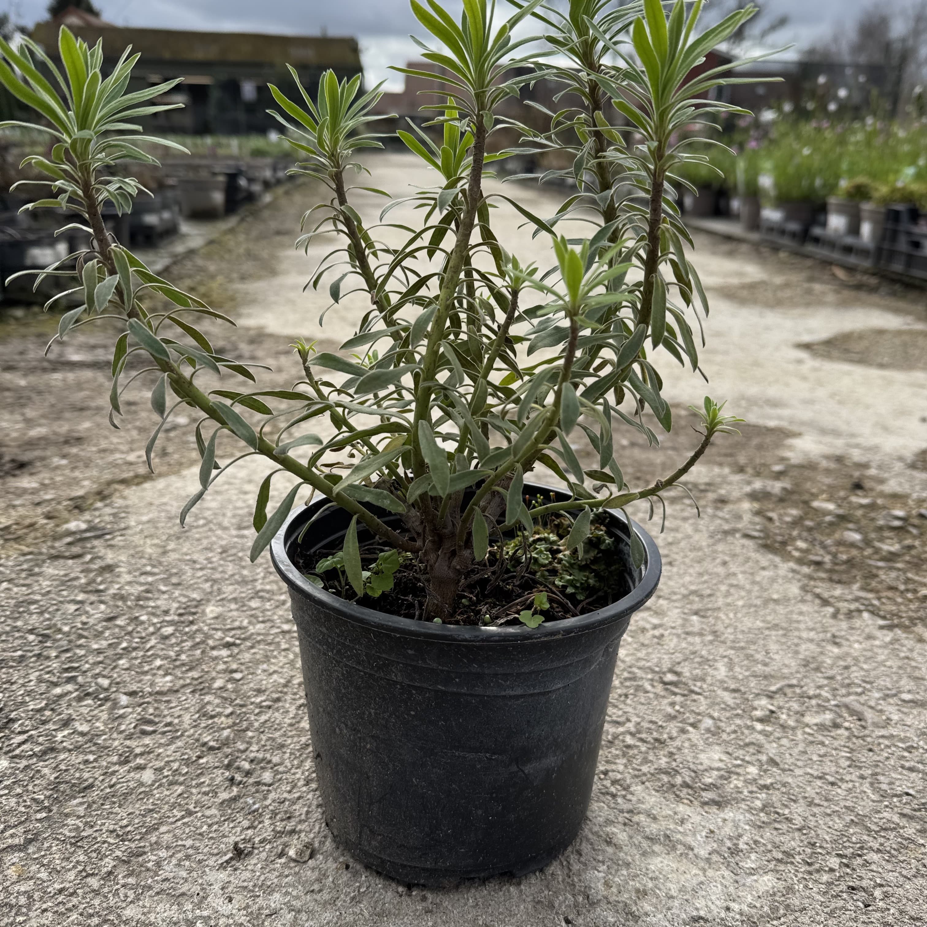 Euphorbia wulfenii