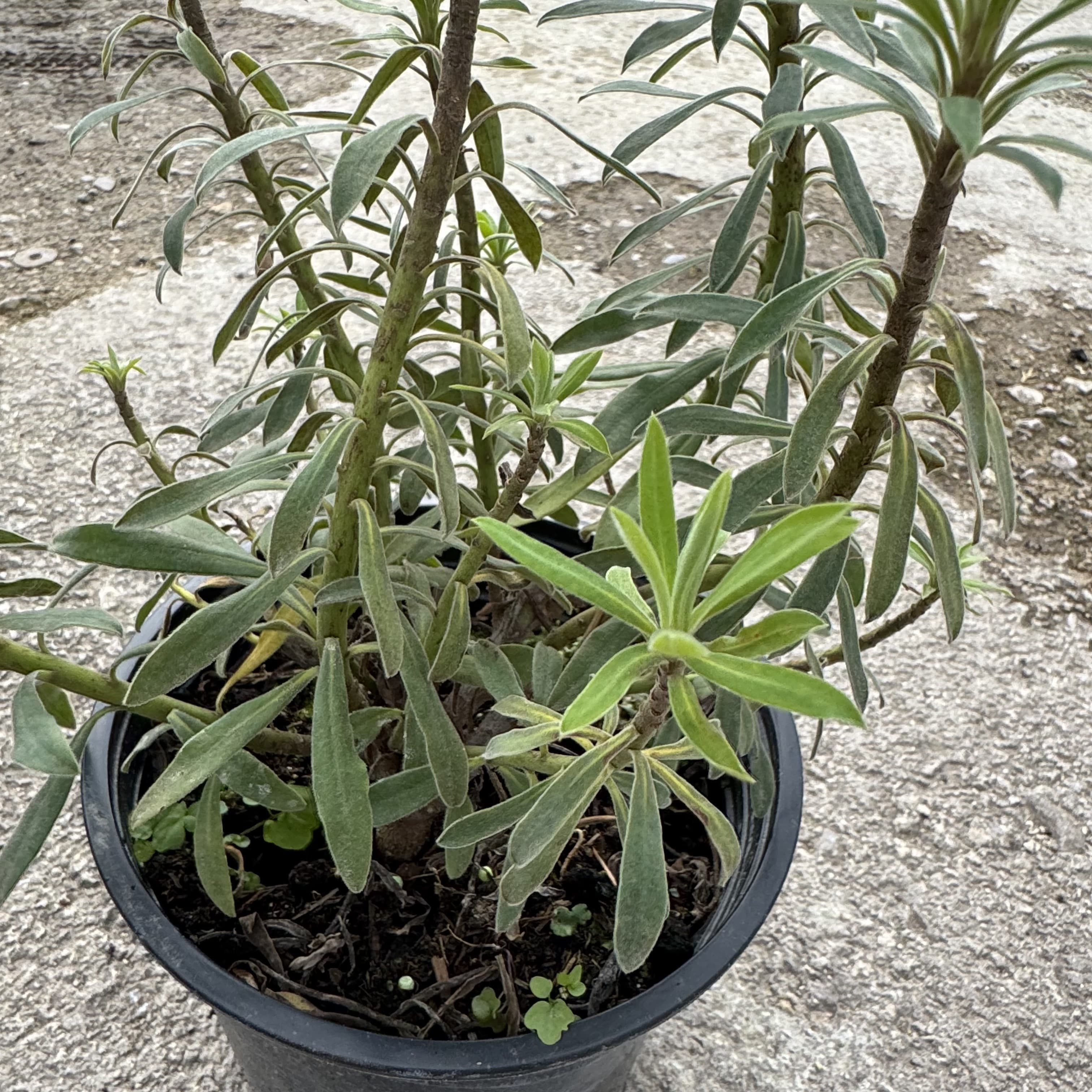 Euphorbia wulfenii