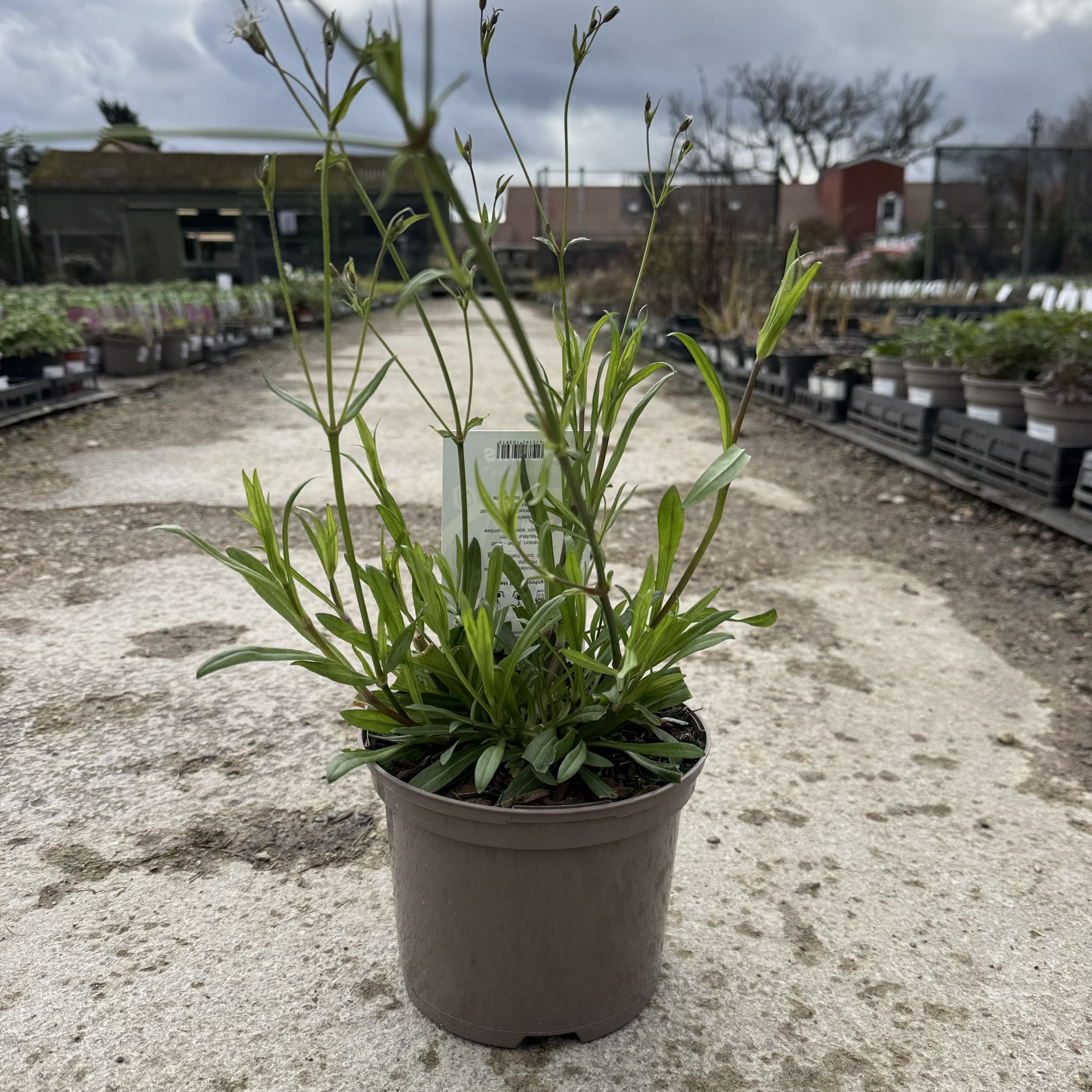Lychnis 'Petite Henri'
