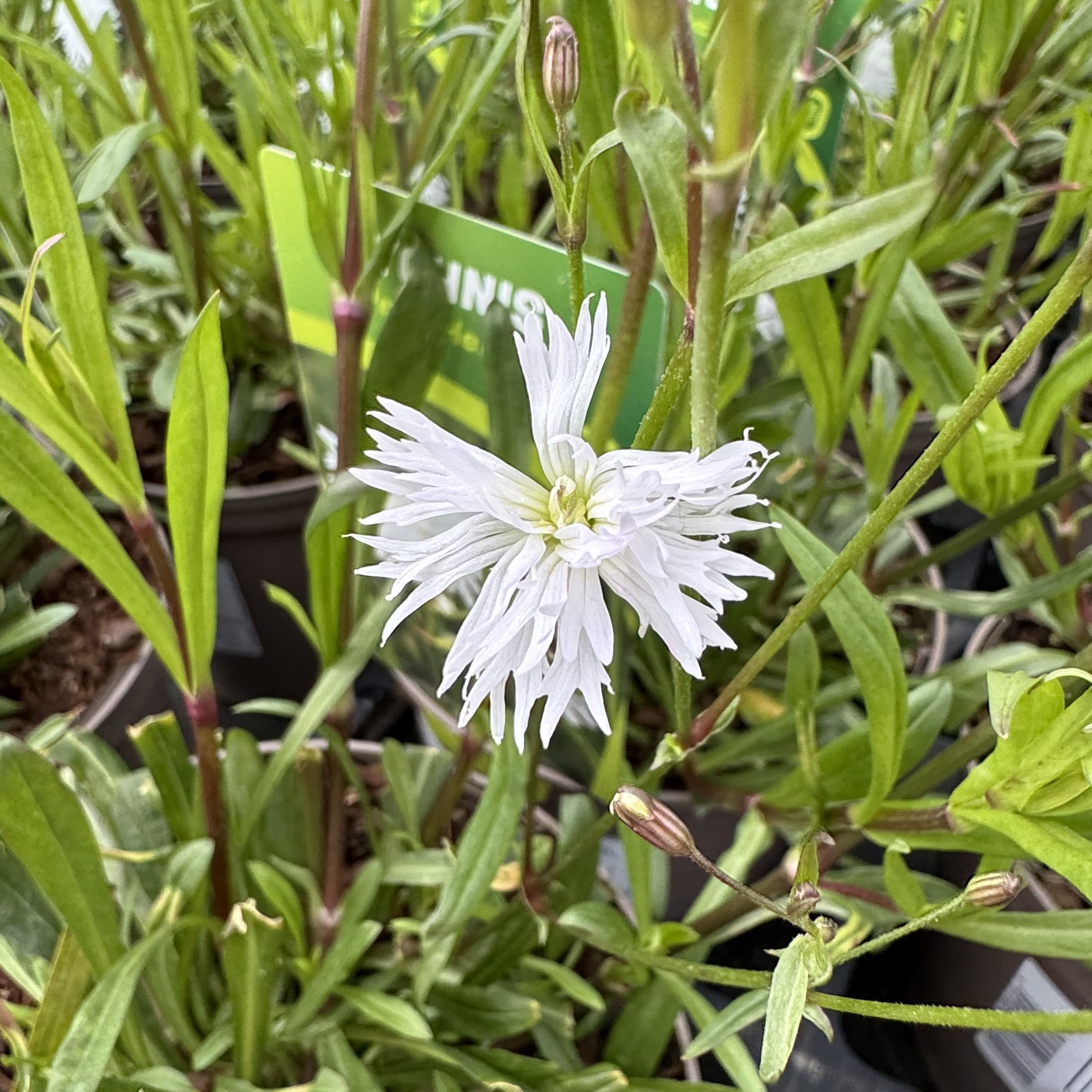 Lychnis 'Petite Henri'
