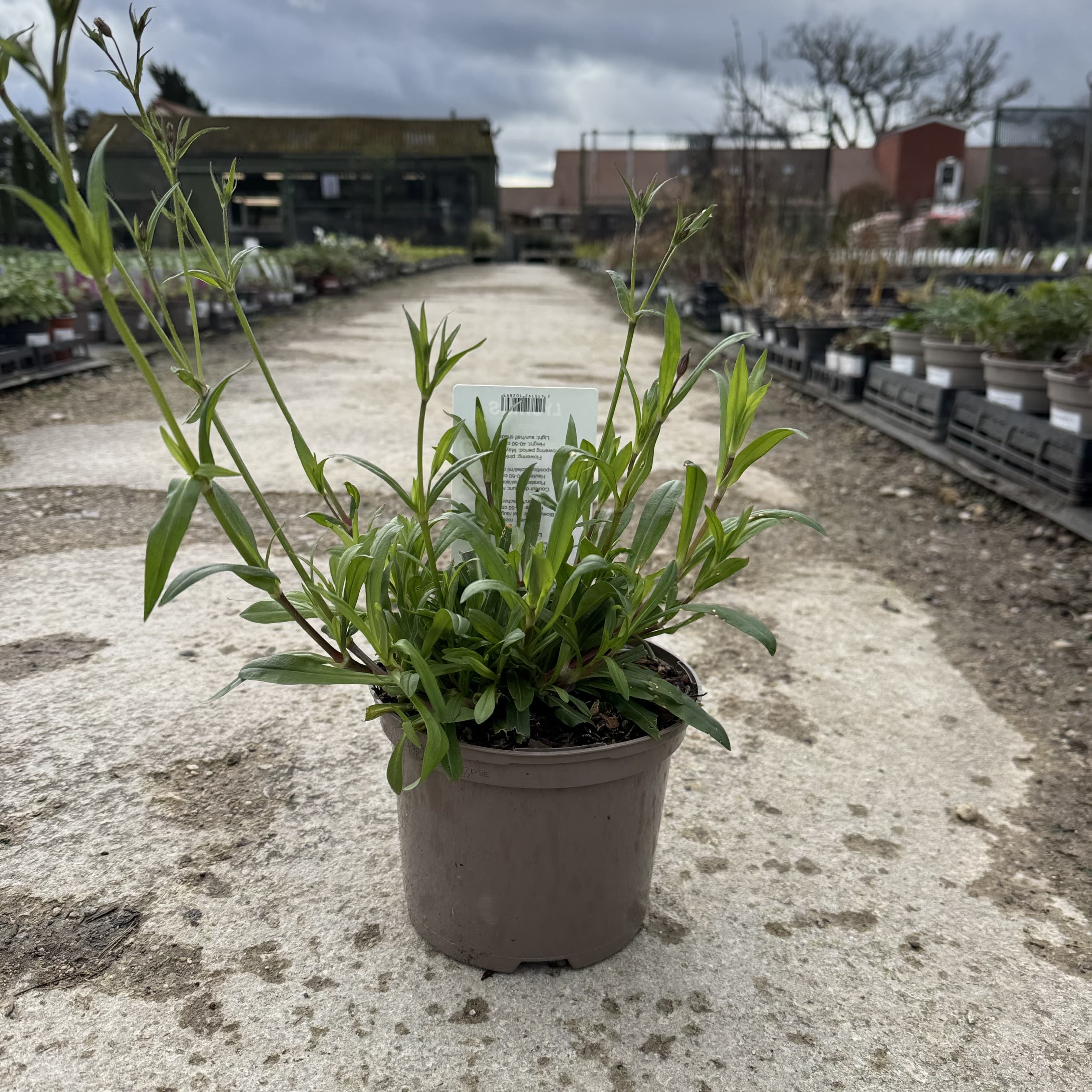 Lychnis 'Jenny'