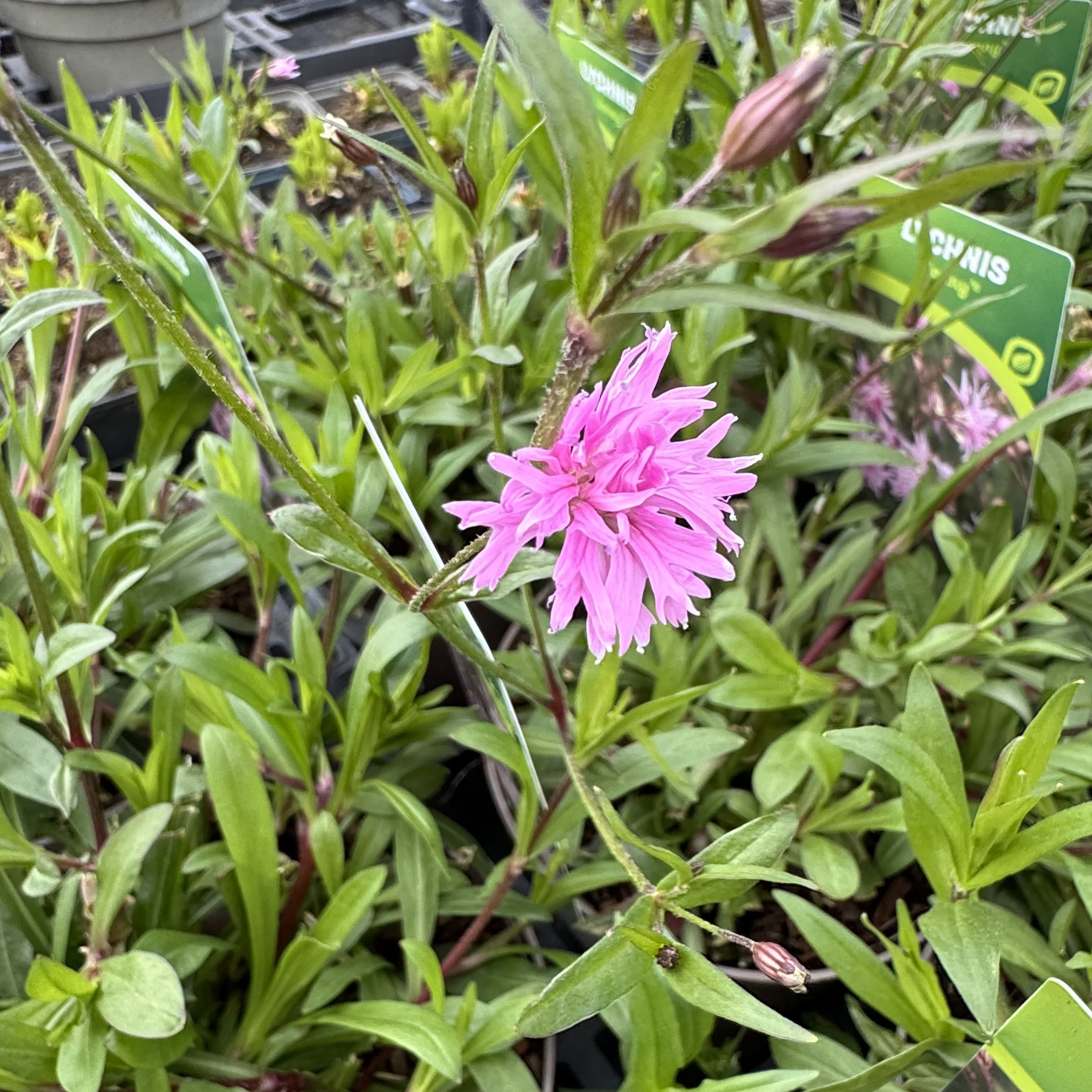 Lychnis 'Jenny'