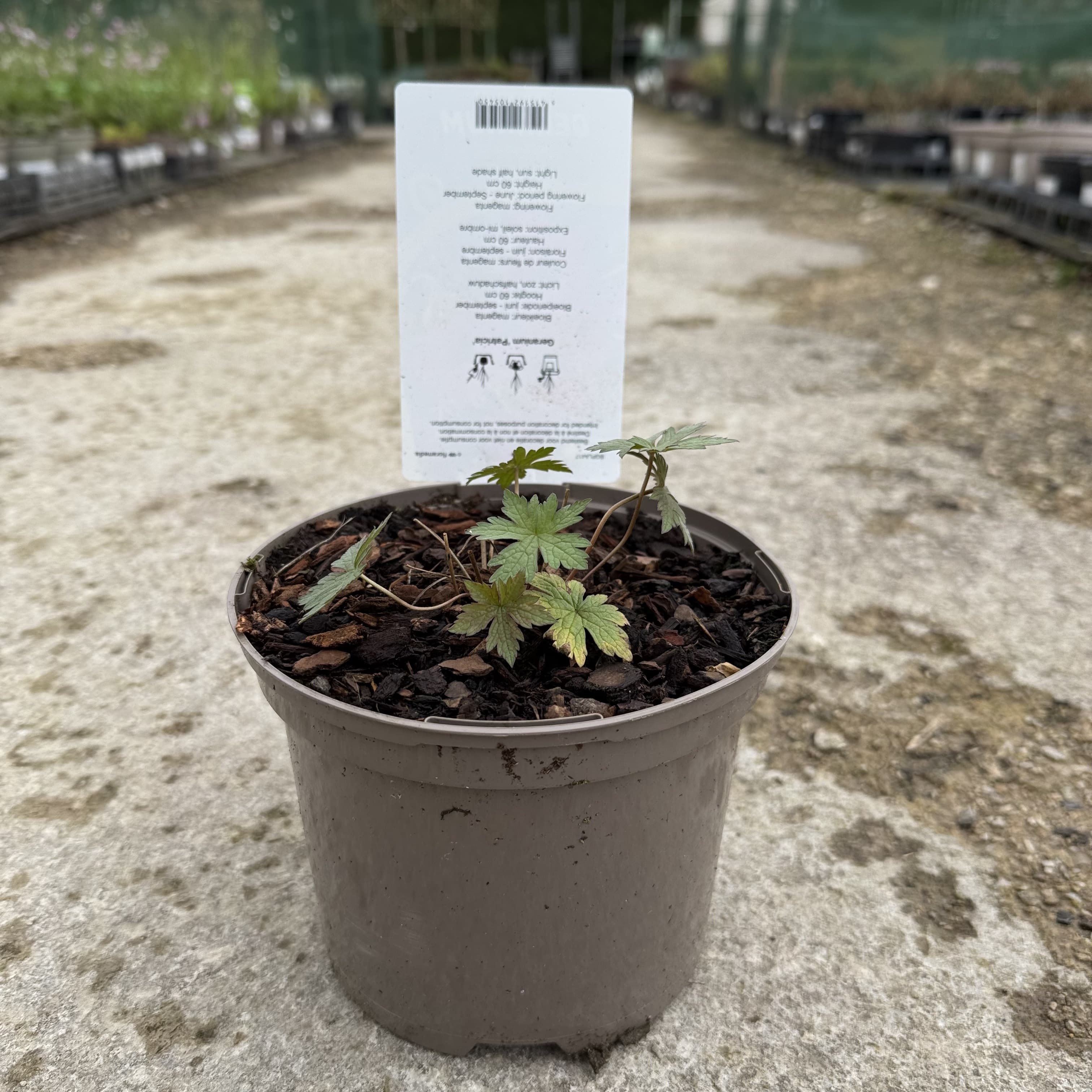 Geranium 'Patricia' (Pink)