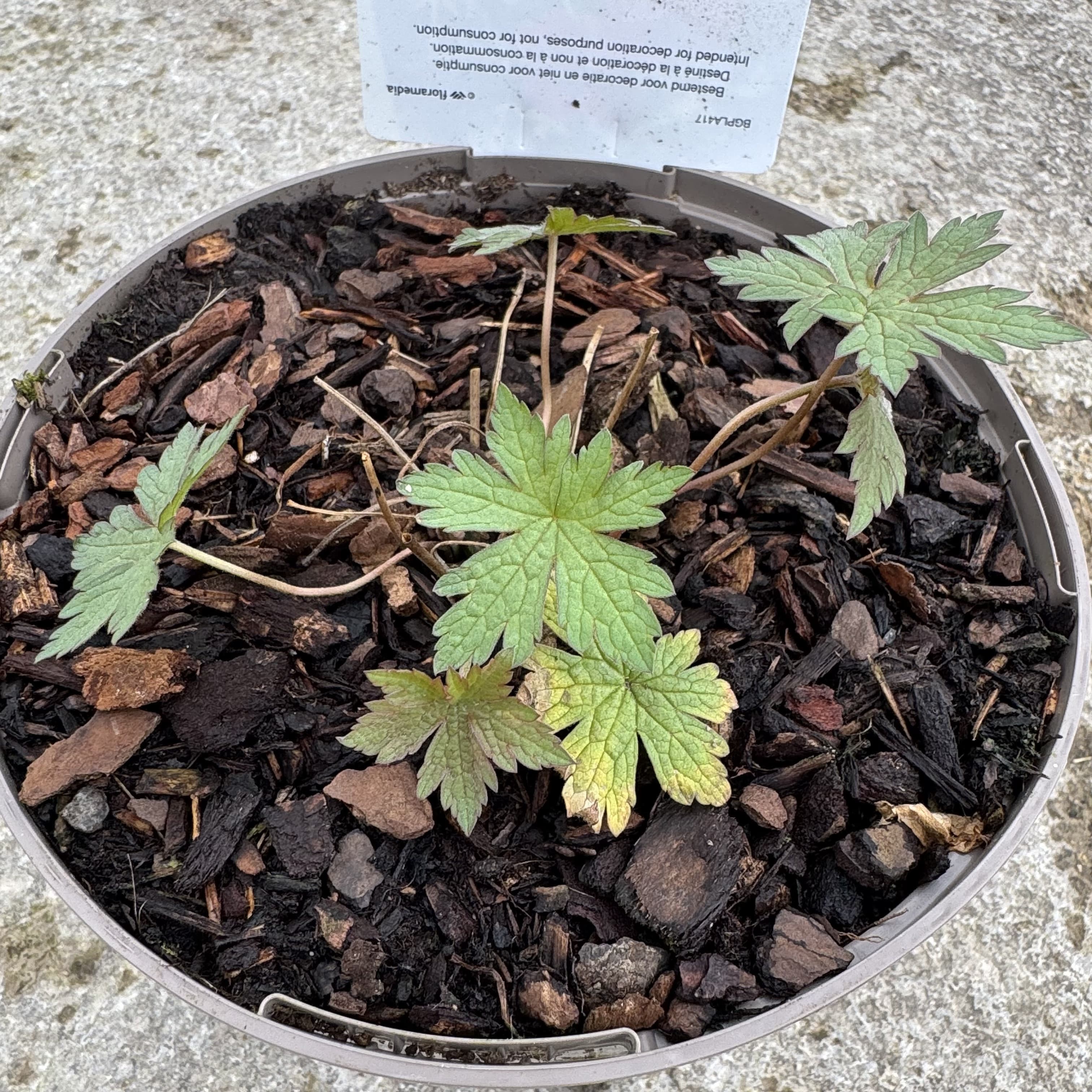 Geranium 'Patricia' (Pink)