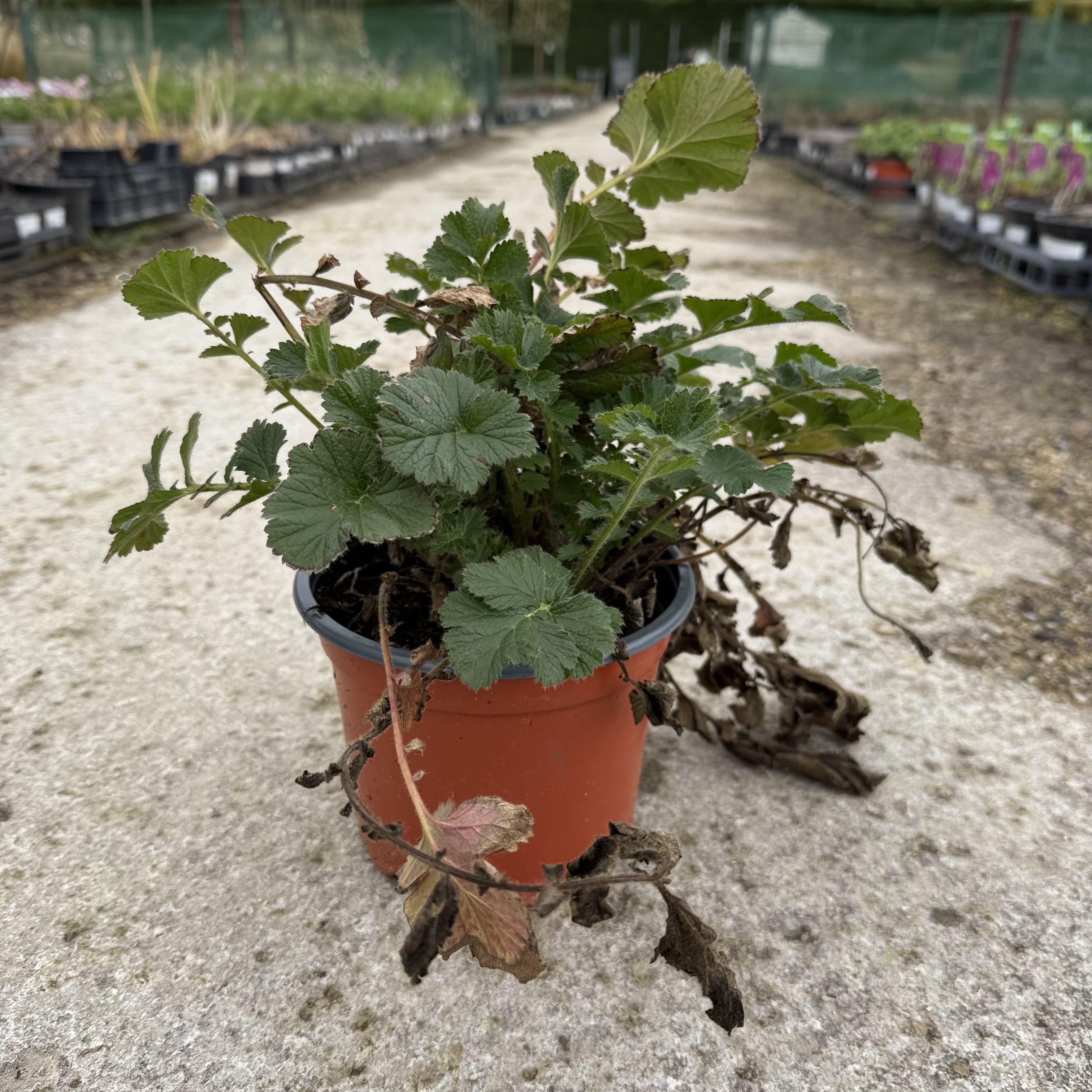 Geum chilo. 'Mrs Bradshaw'