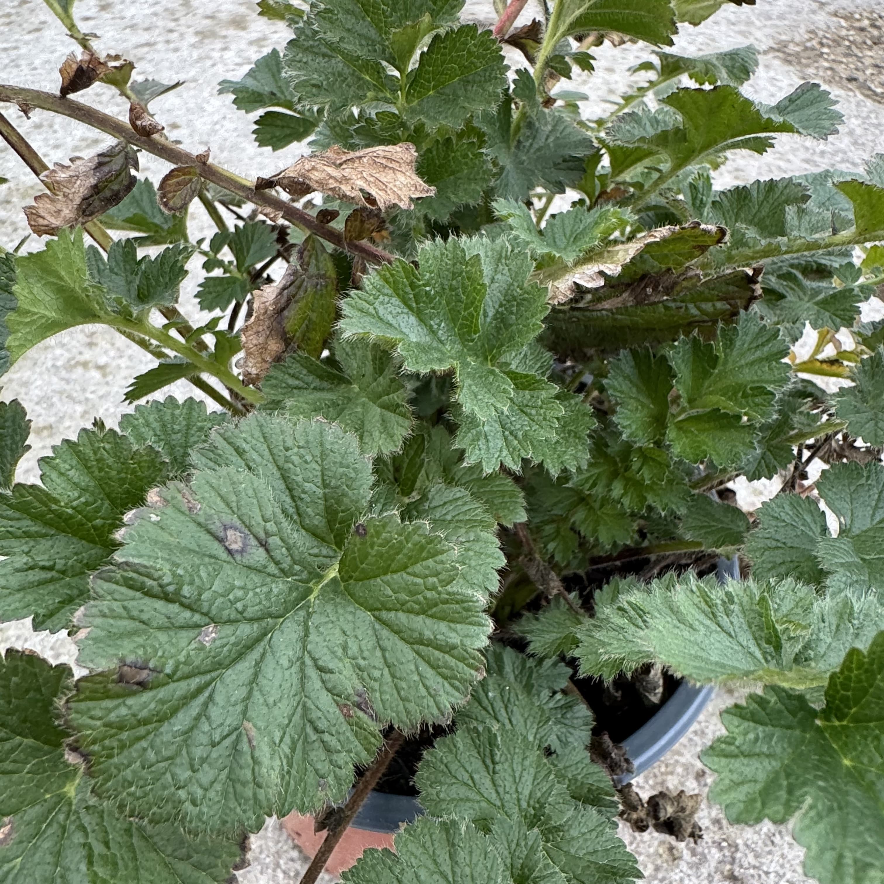 Geum chilo. 'Mrs Bradshaw'