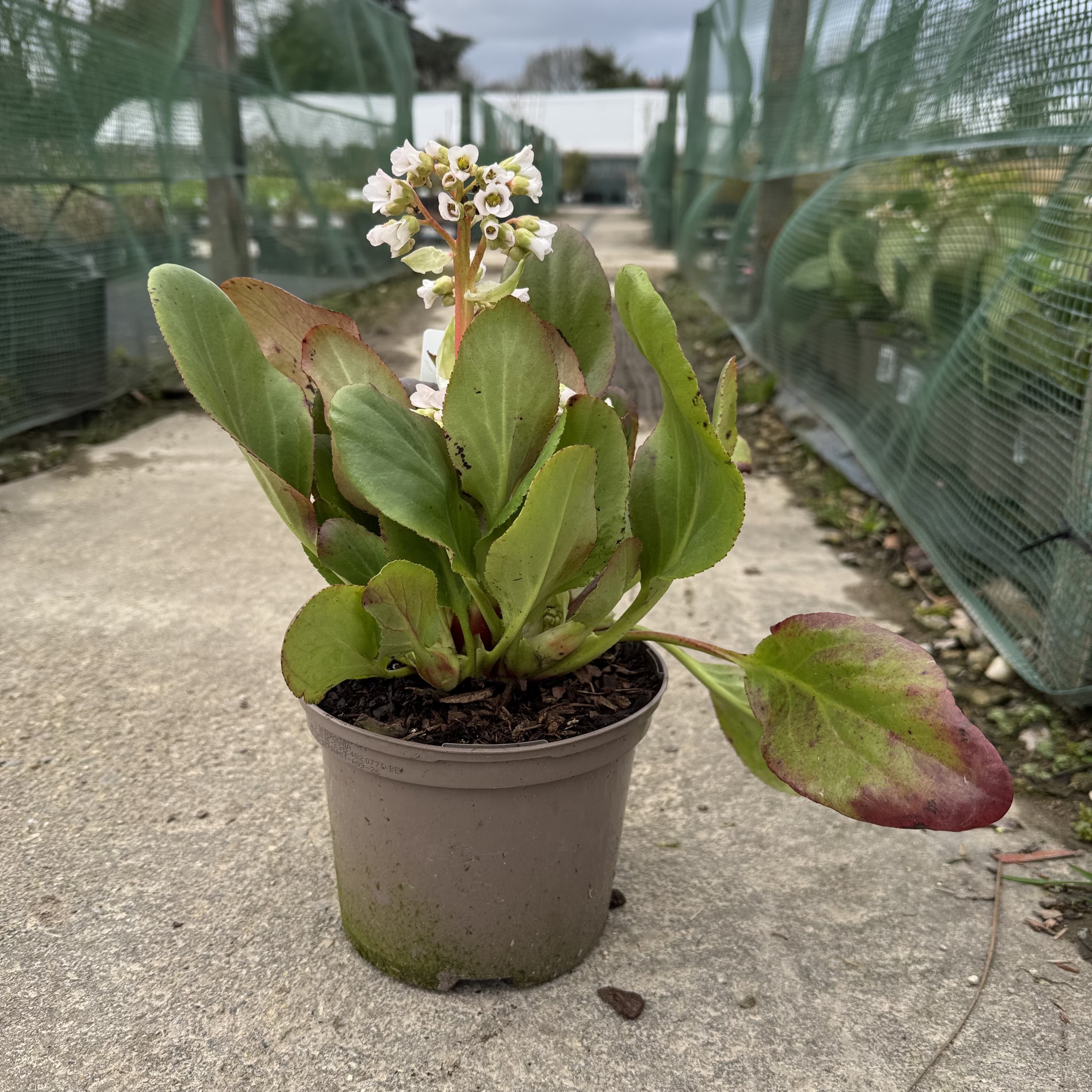 Bergenia 'Bressingham White'