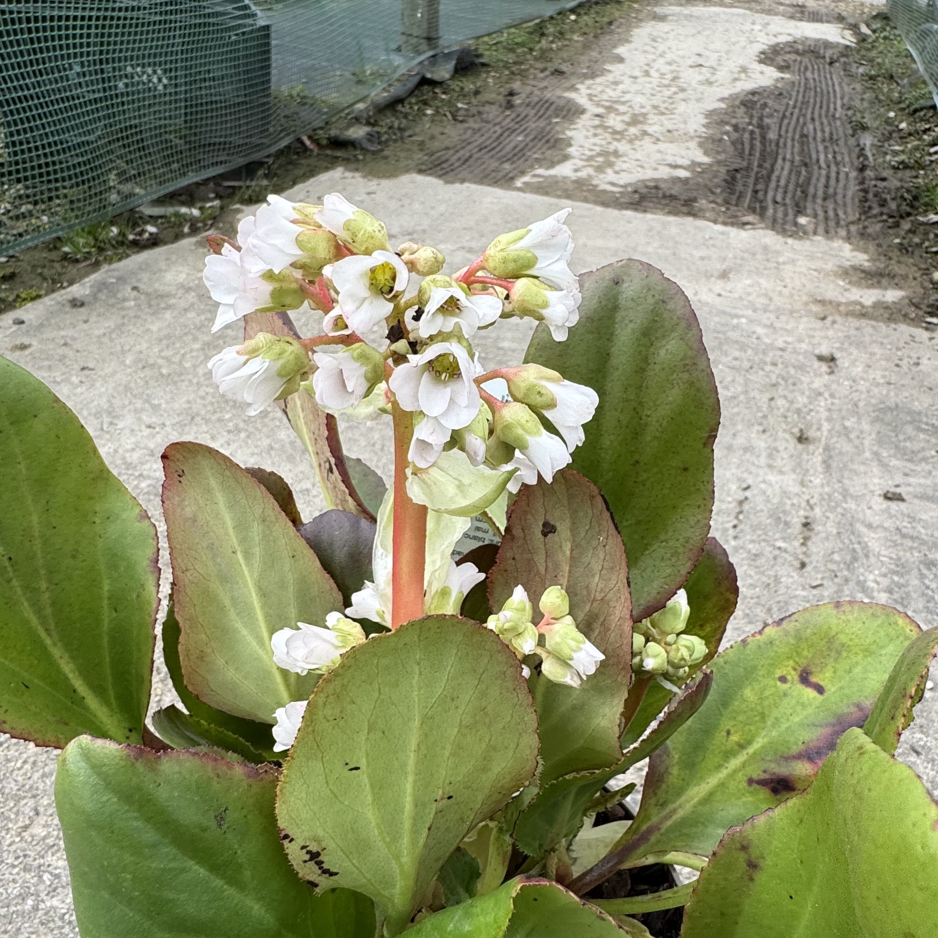 Bergenia 'Bressingham White'