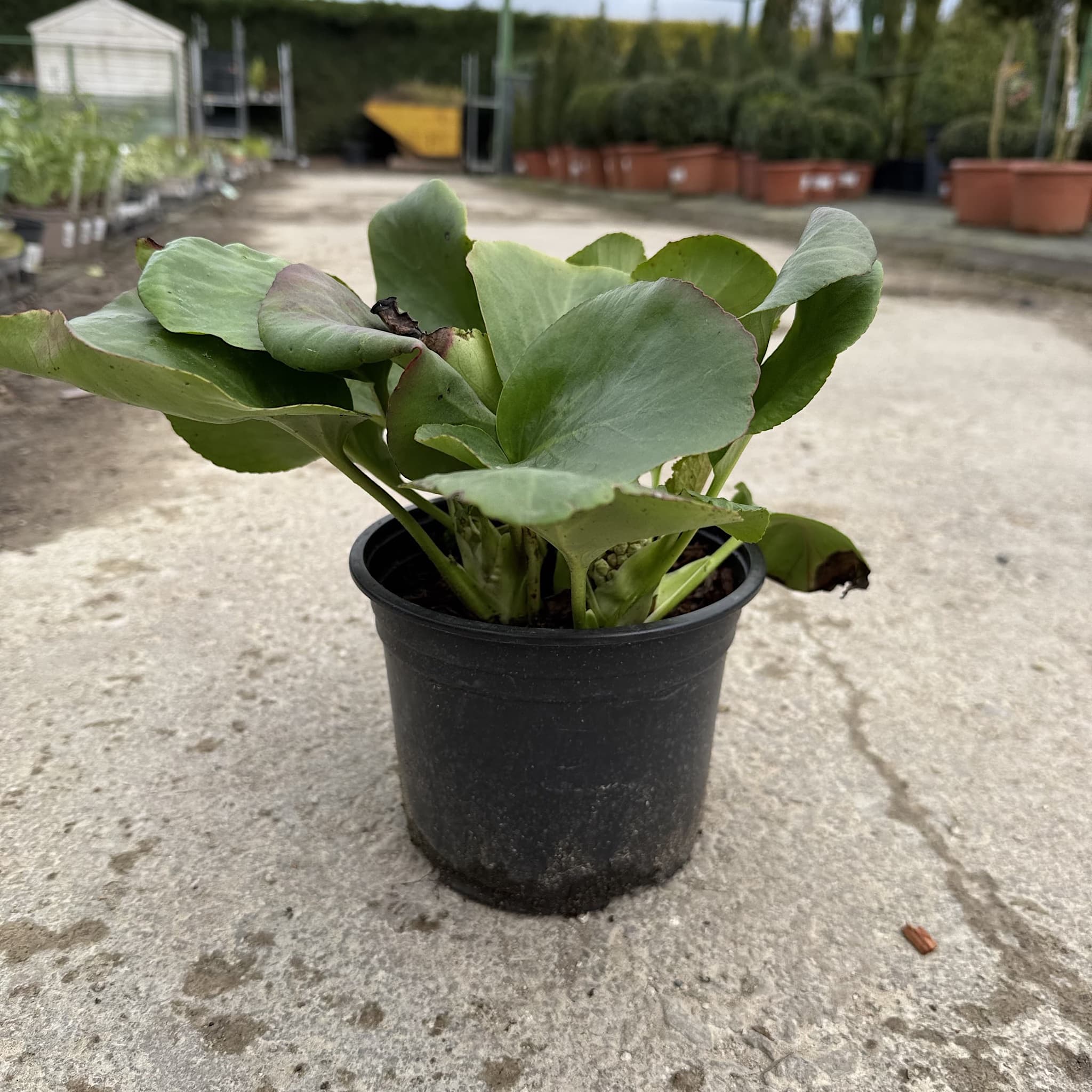 Bergenia cordifolia