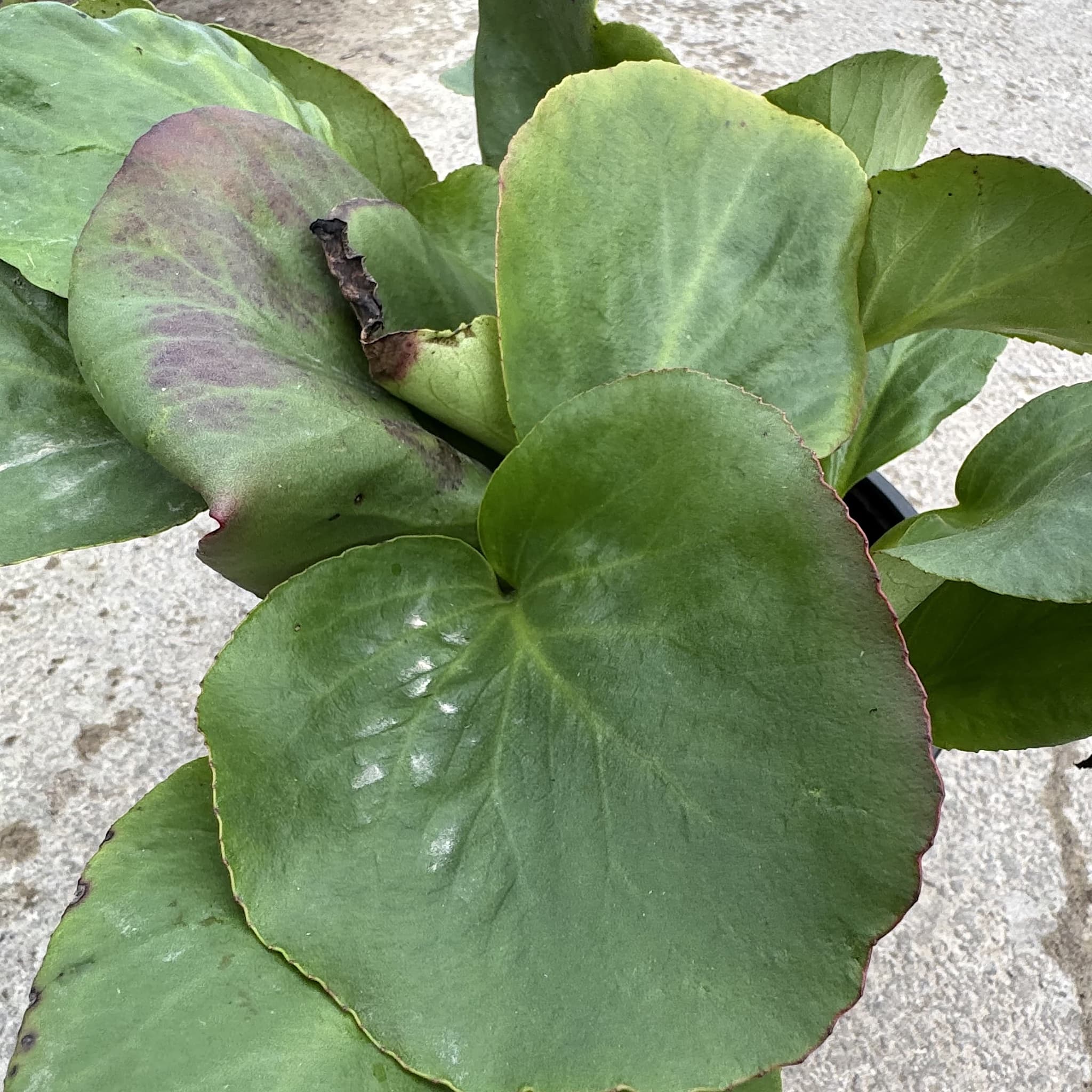 Bergenia cordifolia